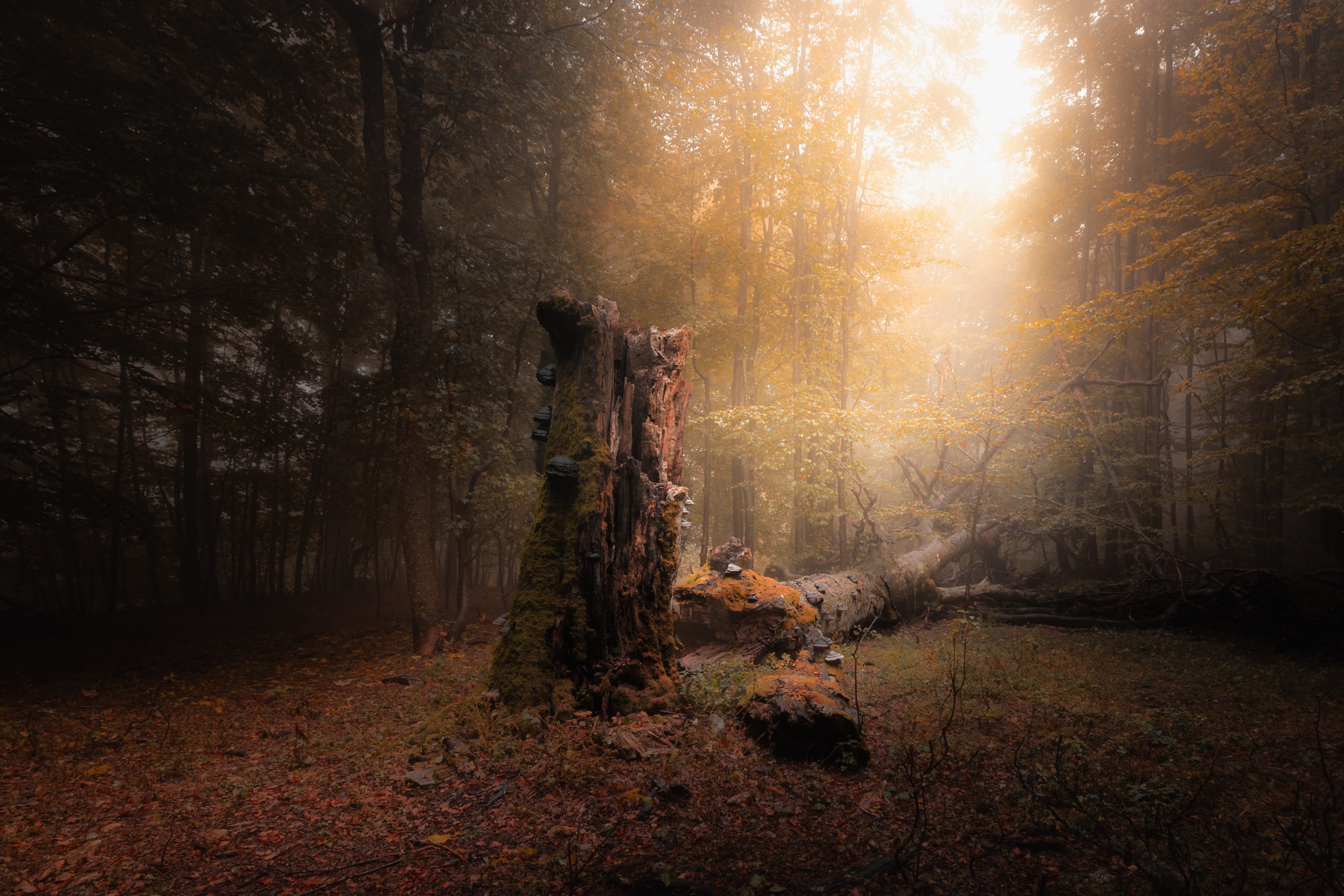 , Пенов Пламен