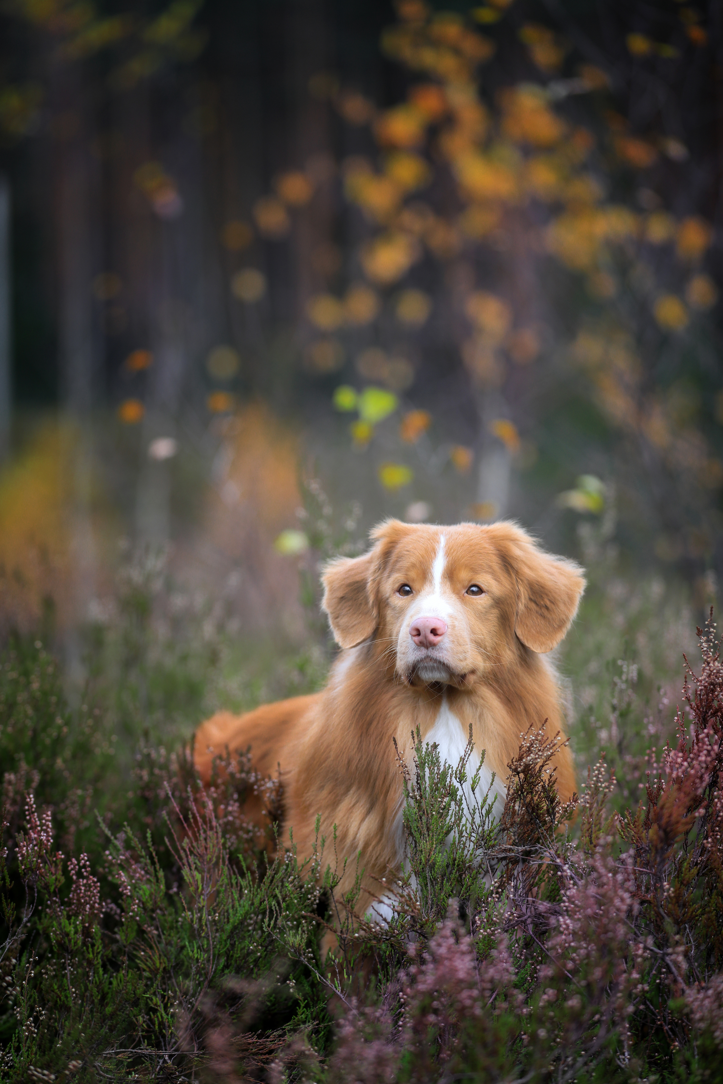 , Андрей Ершов