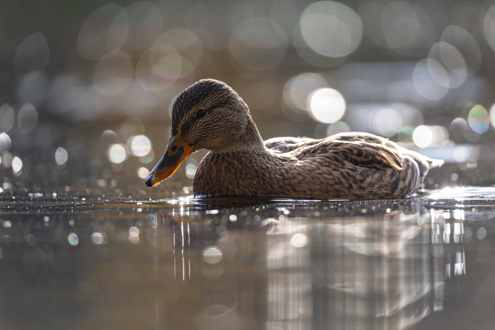 утка, кряква, птицы, Ruslan Pl