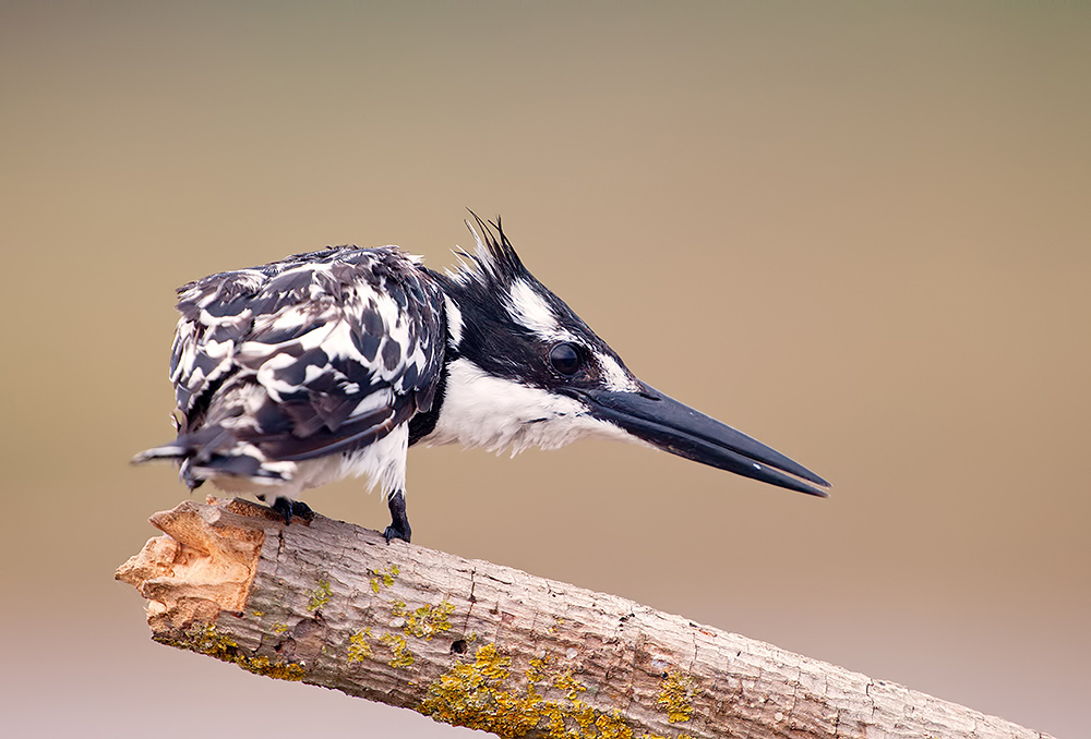 israel, pied kingfisher, малый пегий зимородок,  kingfisher, зимородок, израиль, Etkind Elizabeth