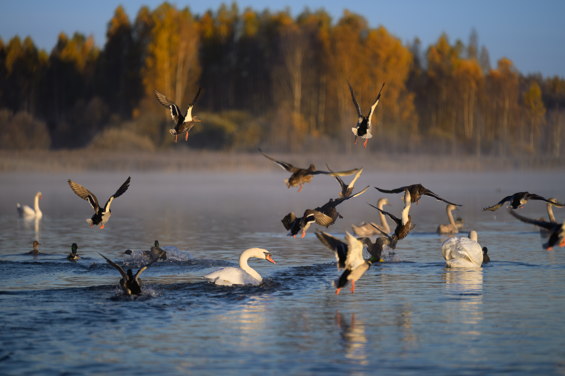 , Фабричный Роман