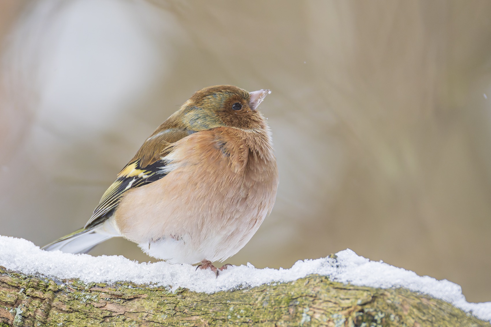 зяблик, птицы, Ruslan Pl