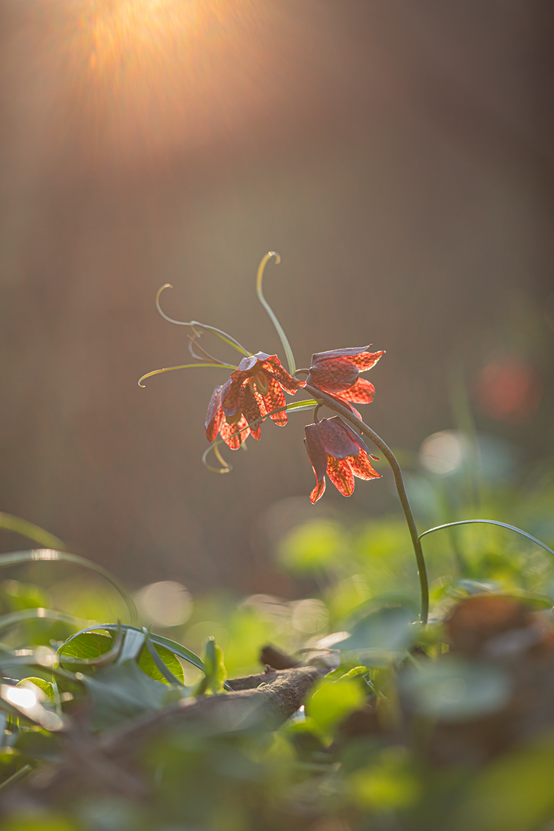 , Илья Михеев