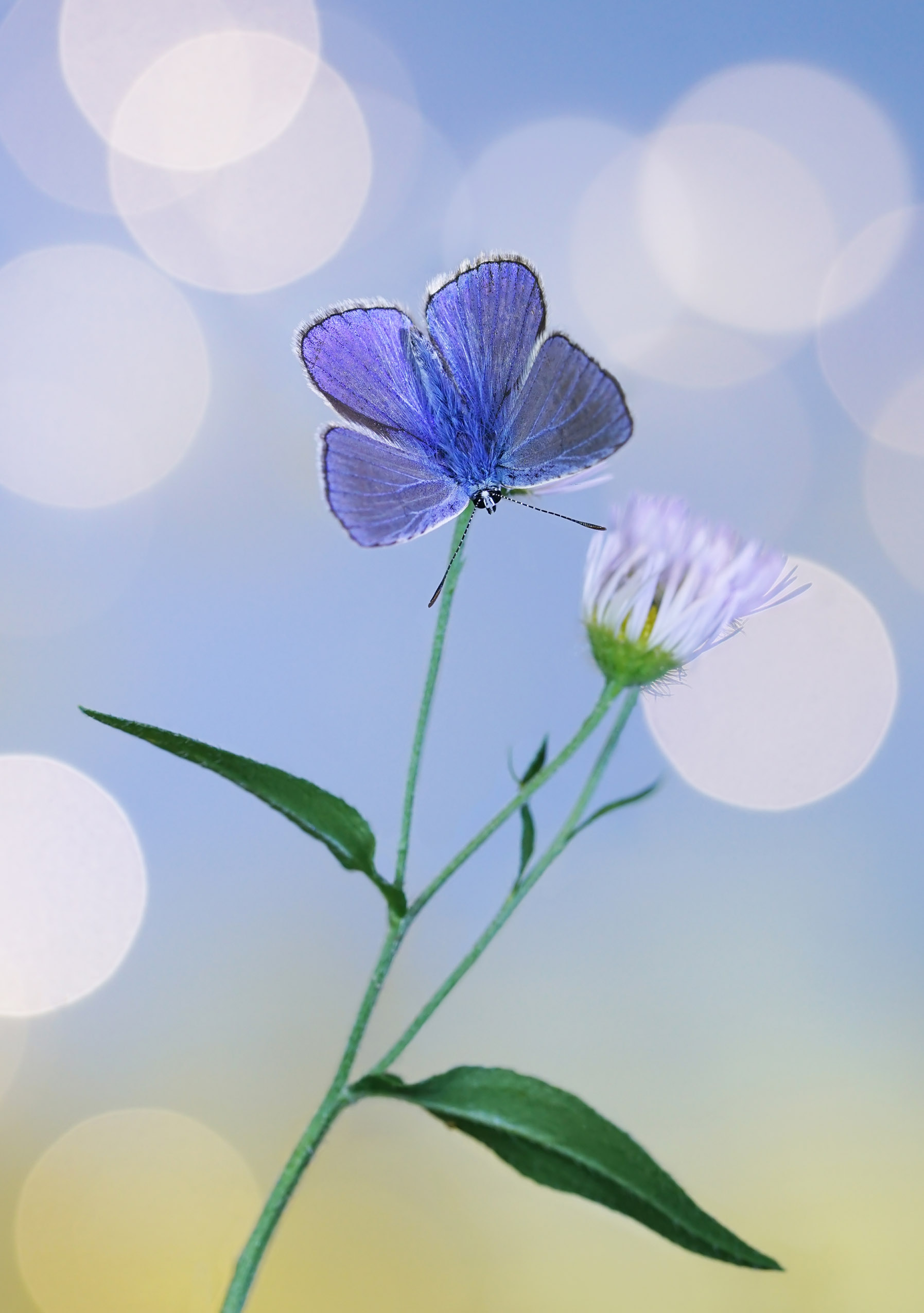 Бабочка , голубянка, боке, Чепленко Алексей