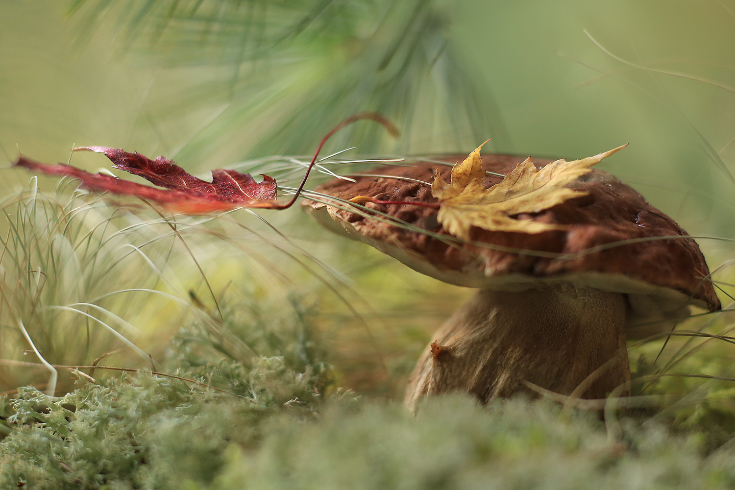 сказка морозко ,лесная мудрость,доброта побеждает,волшебныйгриб, старичок-боровичок, беларусь, ирина горюкина, сказки, ИРИНА ГОРЮКИНА