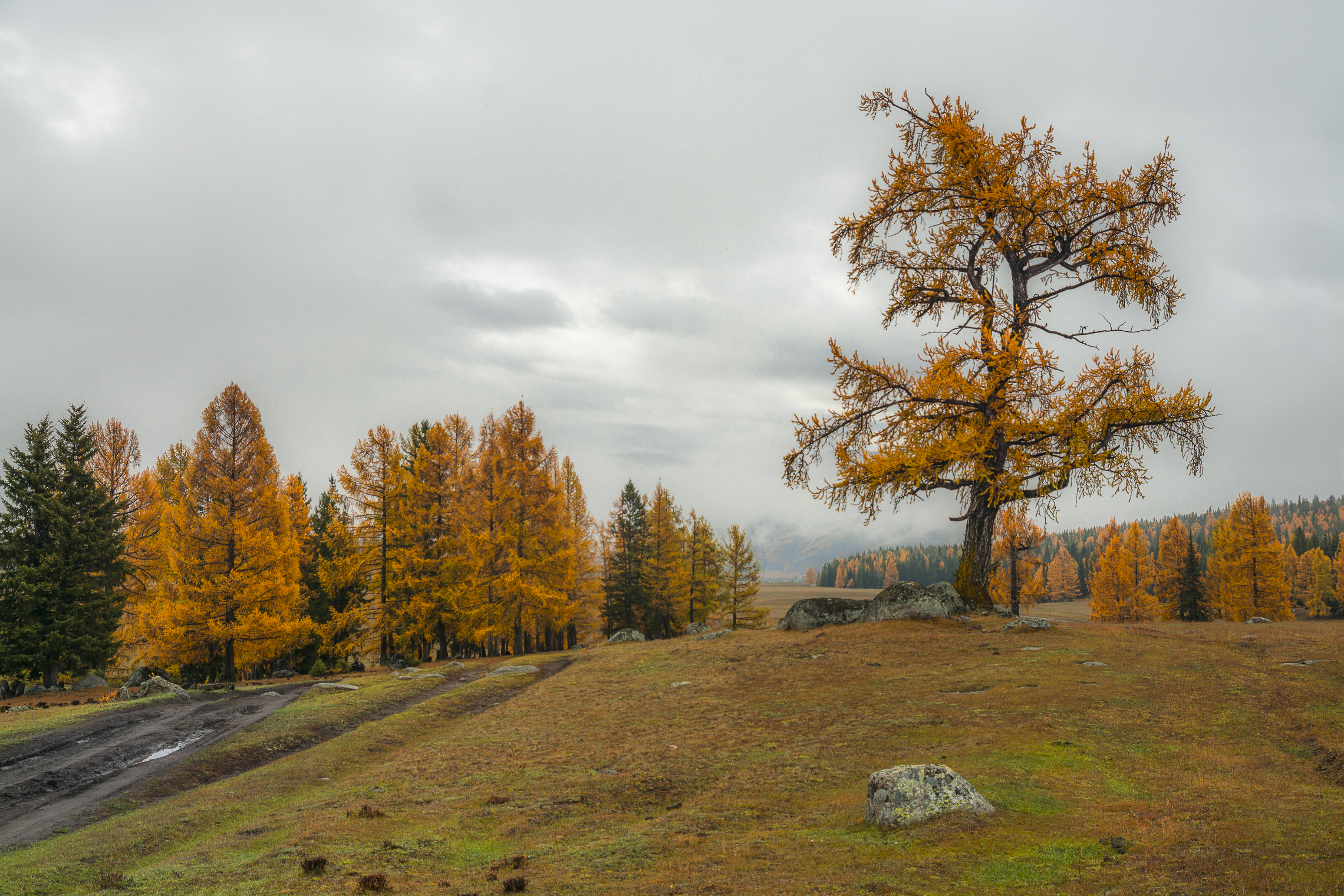 россия, горный алтай, утро, осень, Андрей Поляков