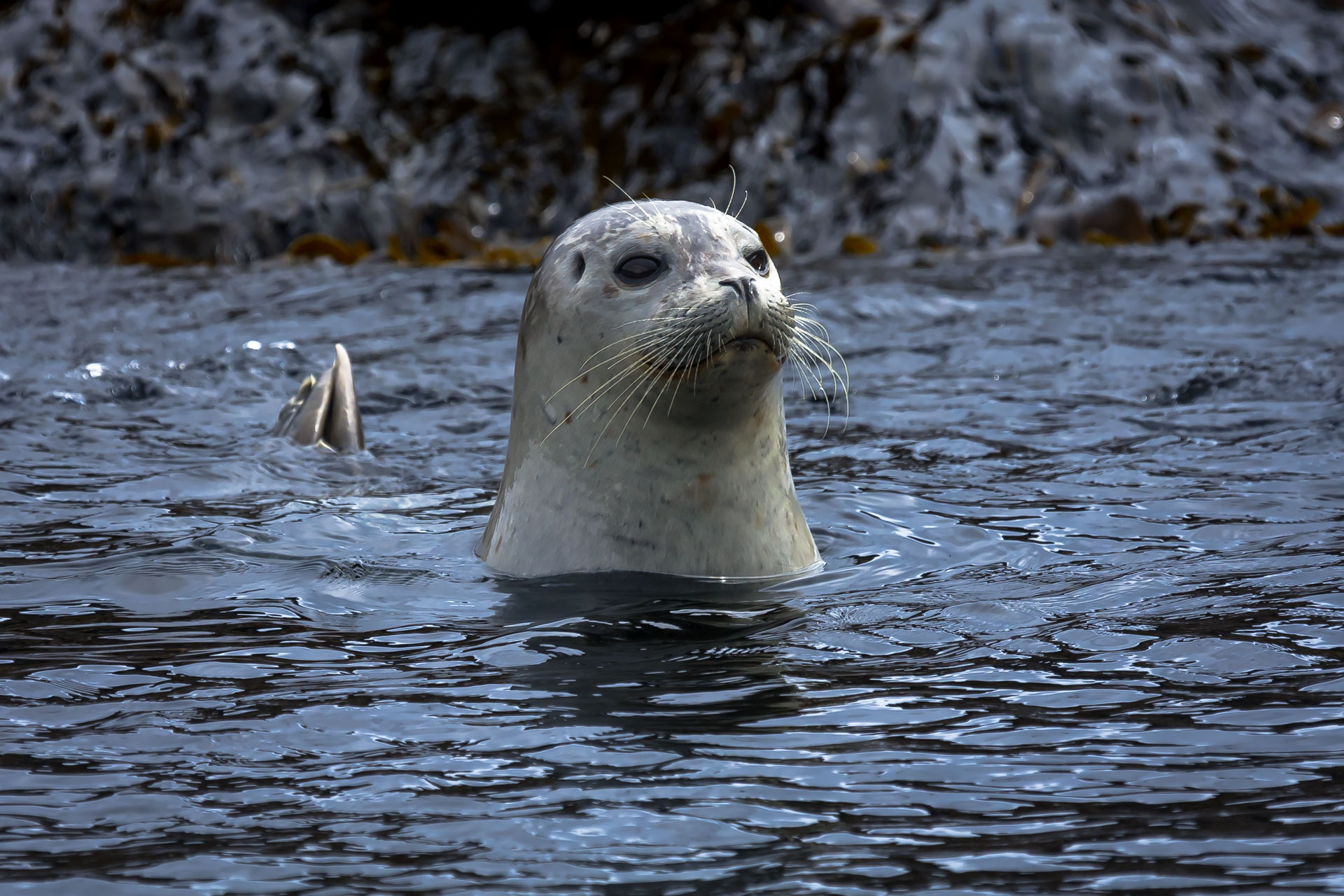 тюлень, антур, остров топорков, командорские острова, Уткин Дмитрий