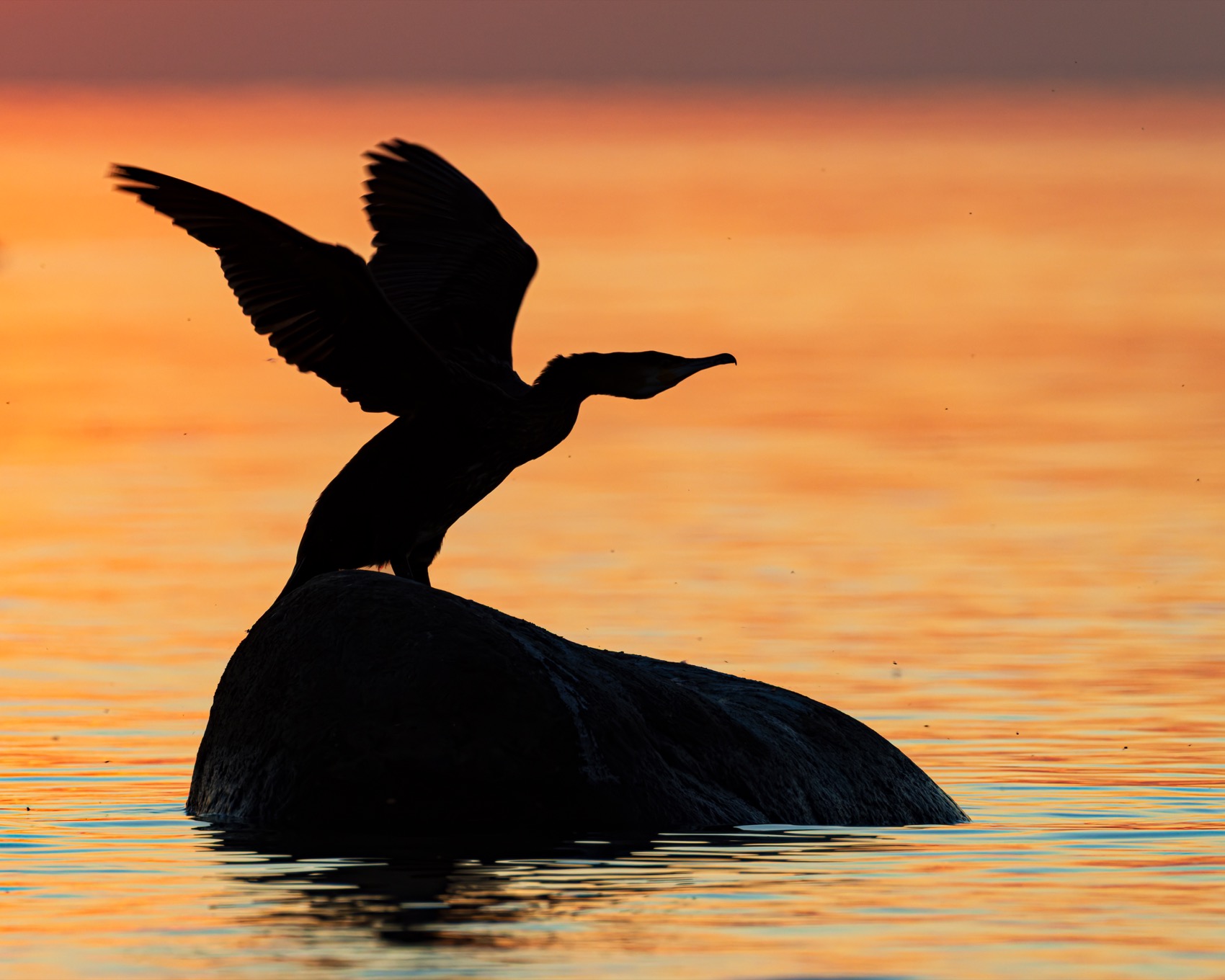 баклан, закат, финский залив, птицы, силуэт, Ruslan Pl