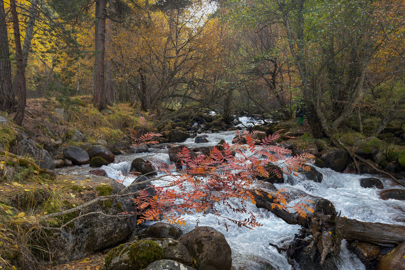 , Игорь Денисов