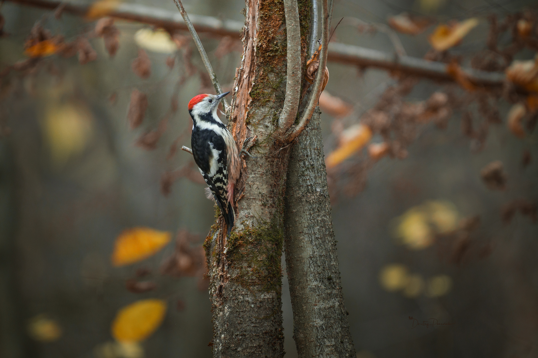 природа, лес, поля, огороды, животные, птицы, макро, Дмитрий Посевич