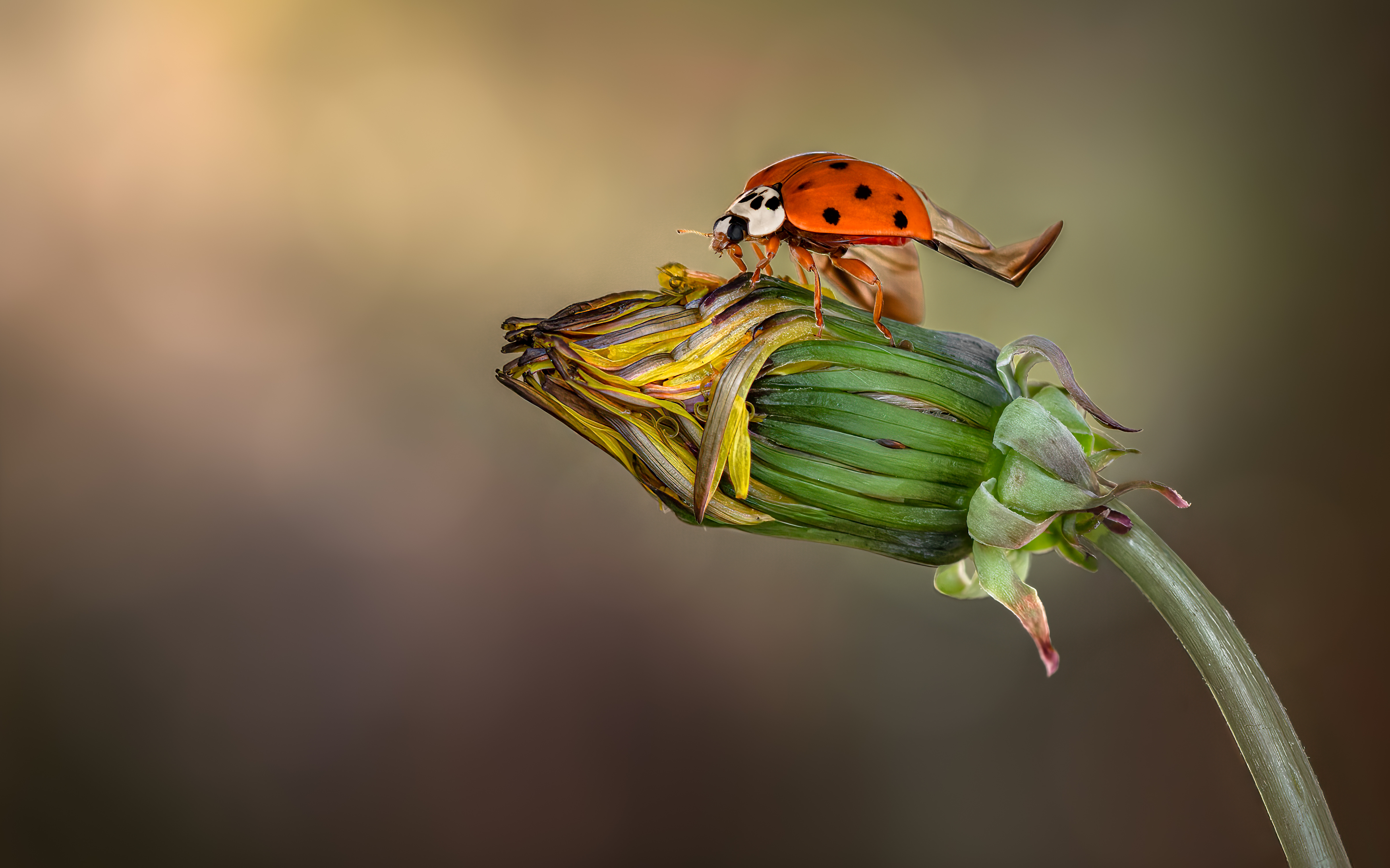 ladybug, beetle, insect, flower, macro, bugs, ladybird,, Atul Saluja