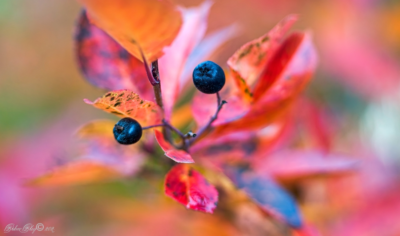 , Орлов Олег