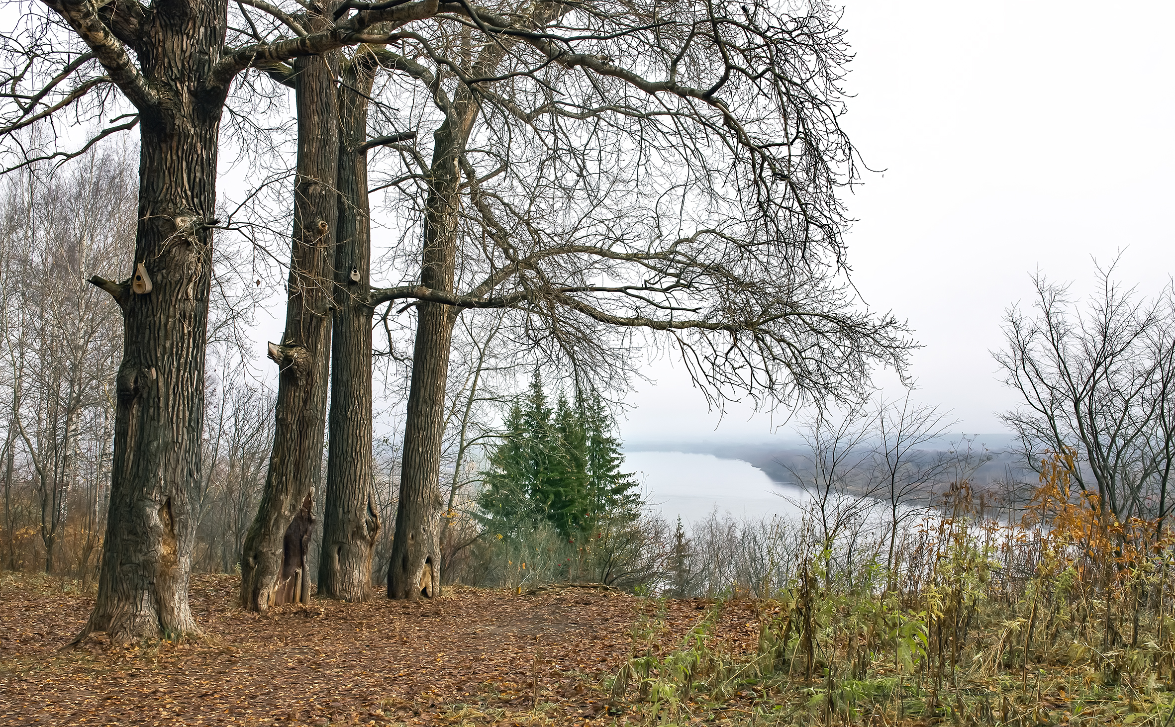 осень, берег, пейзаж, дымка, Широких Александр