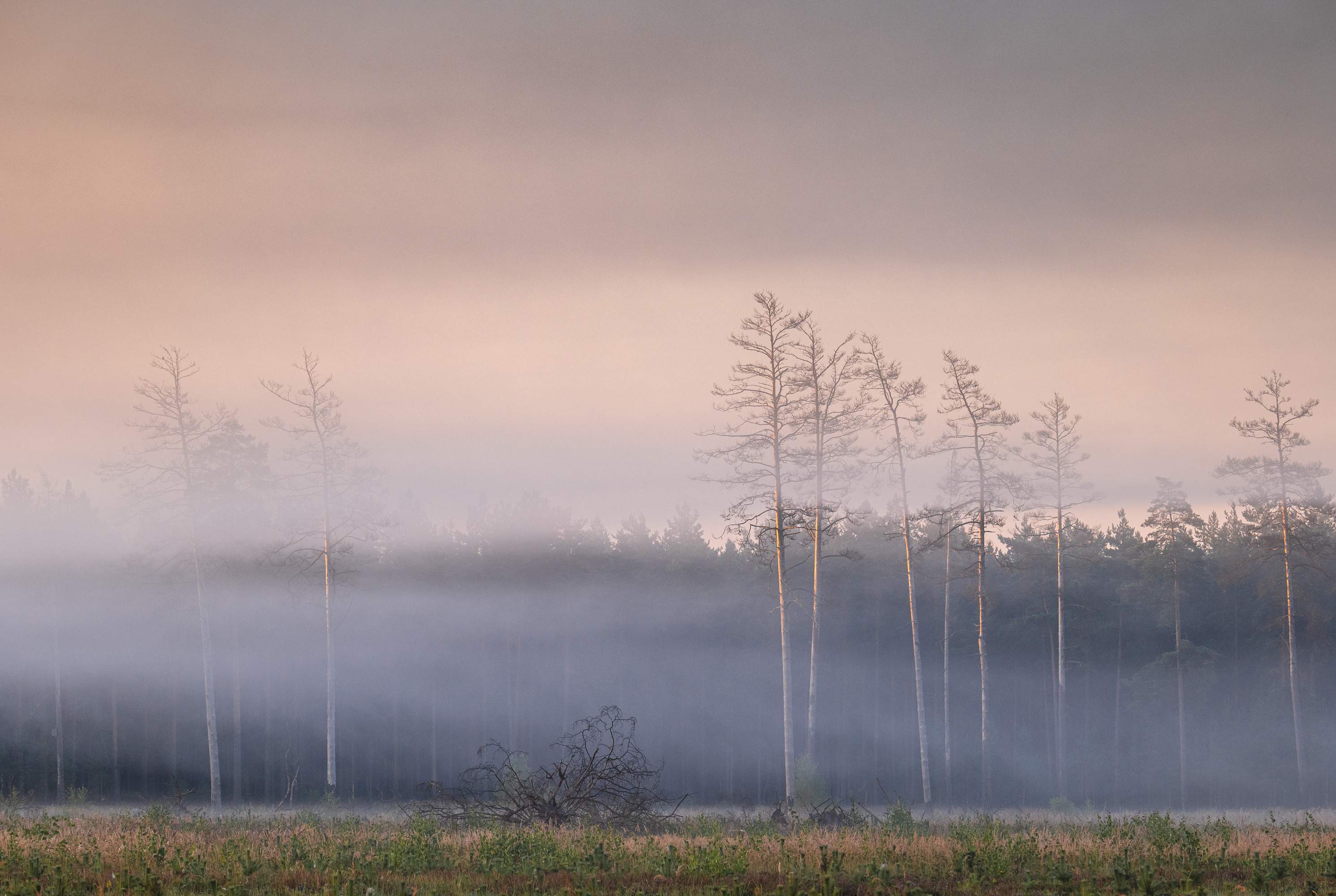 , Гордон Николай