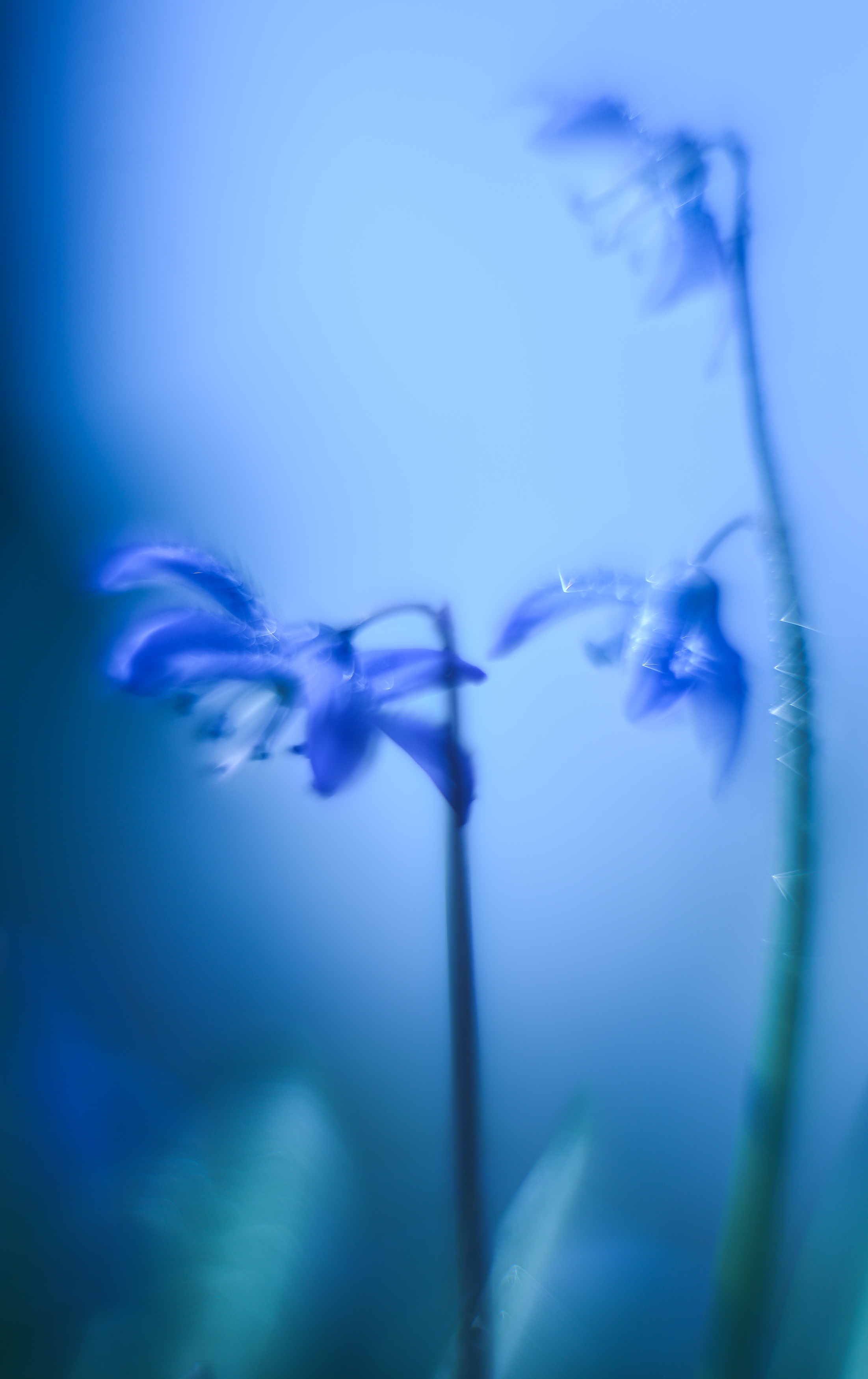 Пролеска, цветы, синий, Соварцева Ксения