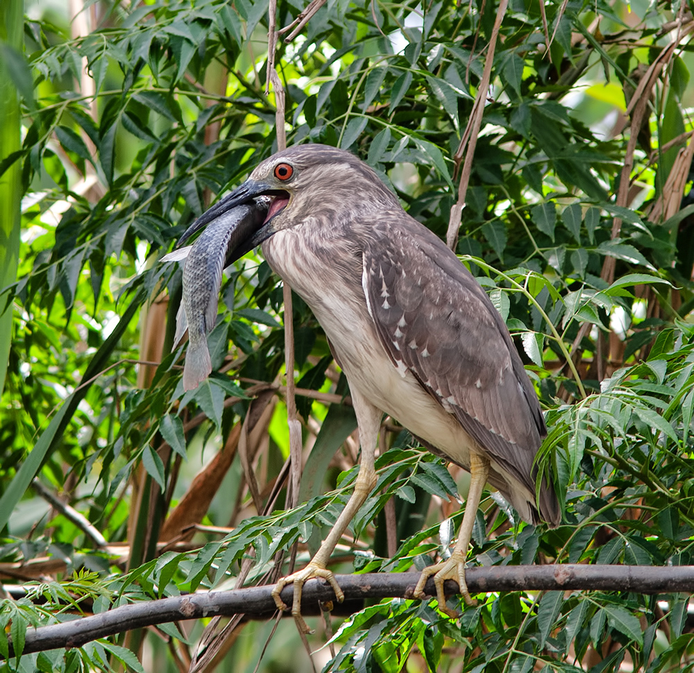 кваква, black, crowned, night, heron, израиль,egret,israel, birds, Etkind Elizabeth