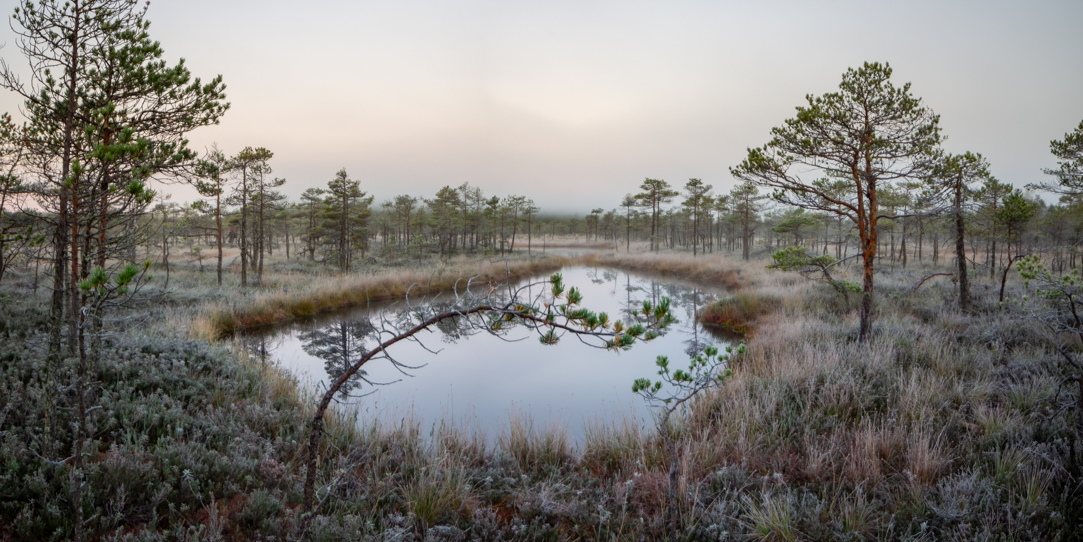 , Комарова Вера