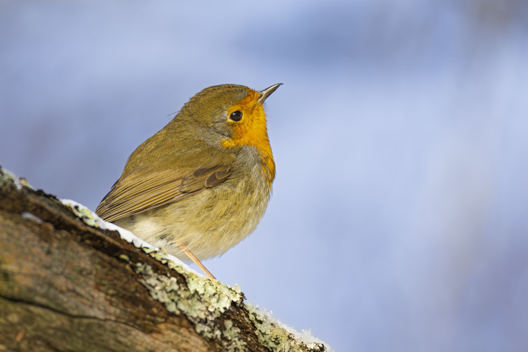 малиновка, зарянка, птицы, рябина, Ruslan Pl