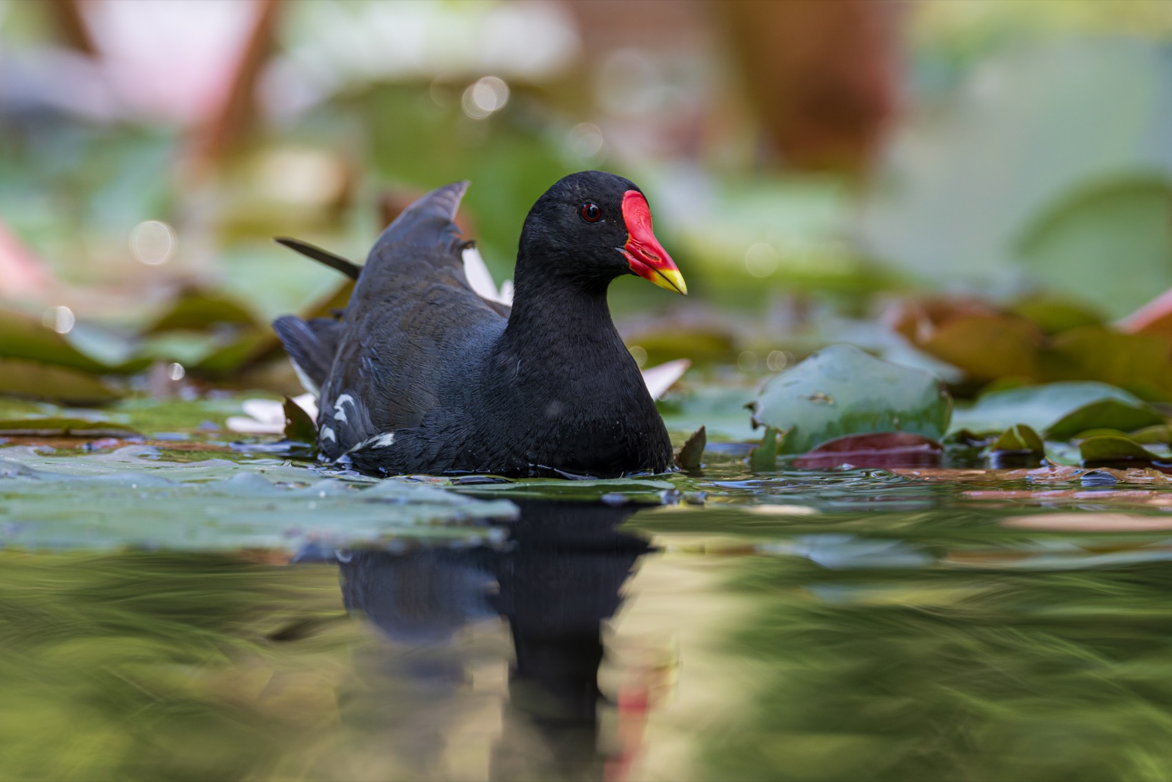 камышница, птицы, Ruslan Pl