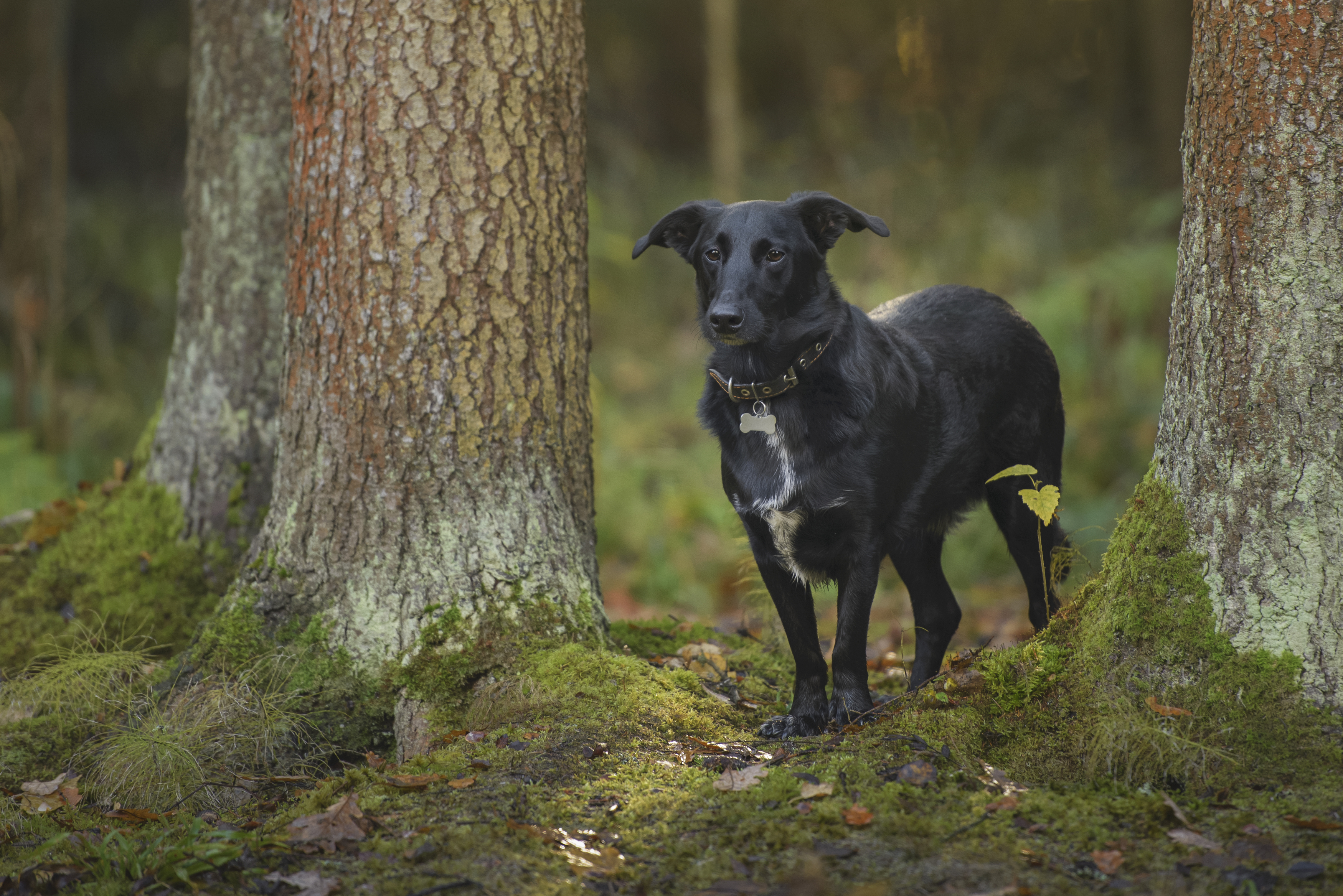 , Максим Вышарь