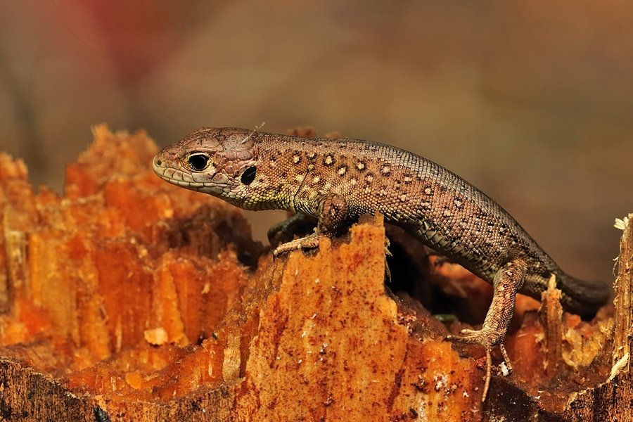 Lizards, Nature, Reptiles, Wildlife, Mariusz Oparski