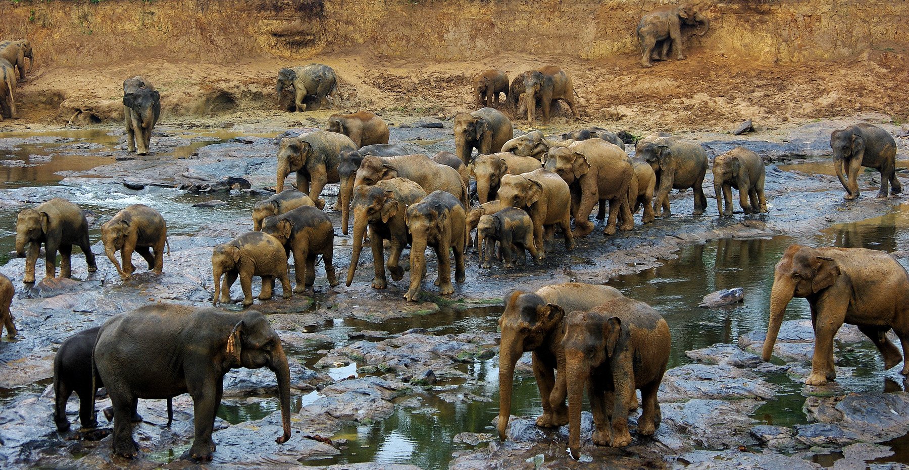 Animals, Elephants, Sri Lanka, Jacek