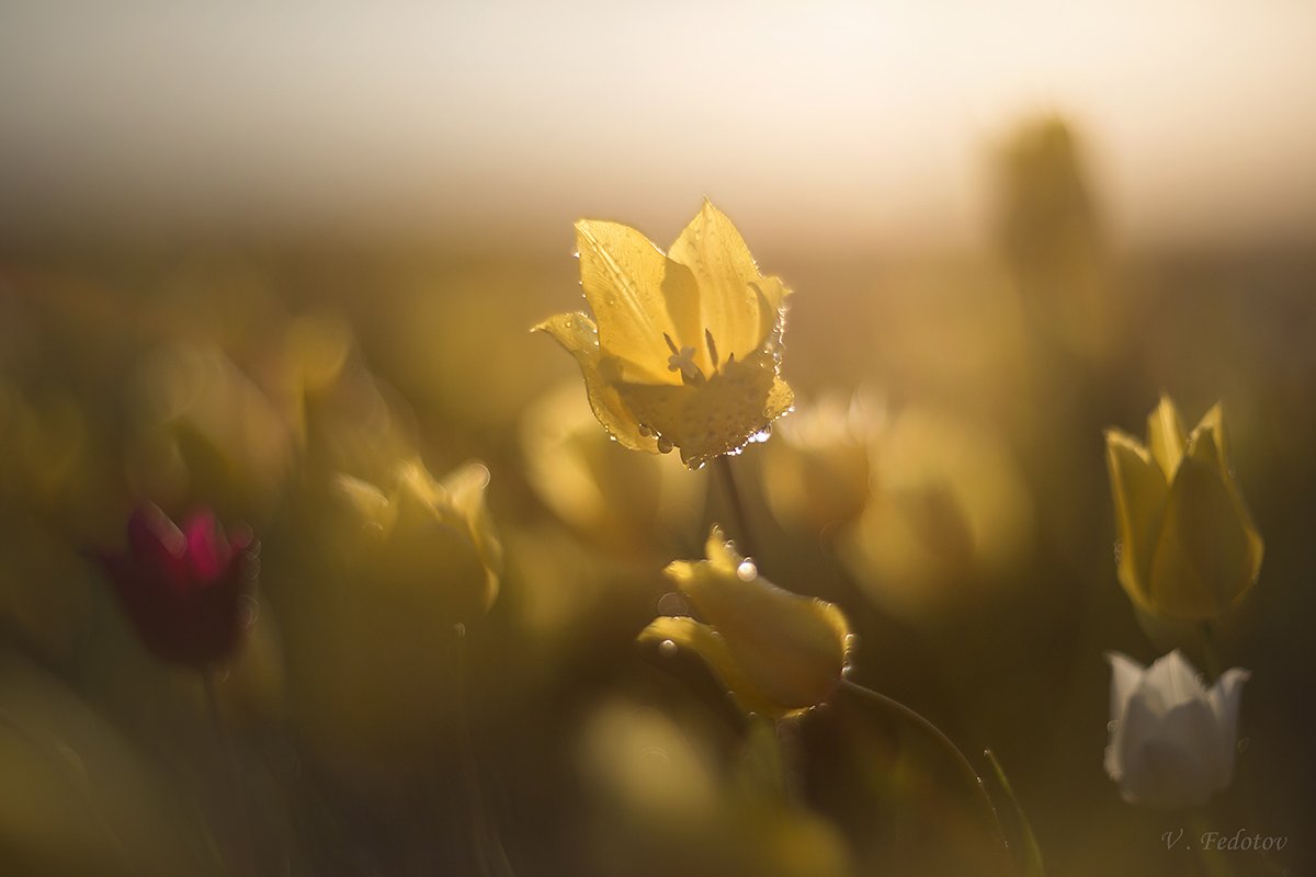 Жёлтый цветок, Поле тюльпанов, Тюльпаны, Цветение, Цветок, Федотов Вадим(Vadius)
