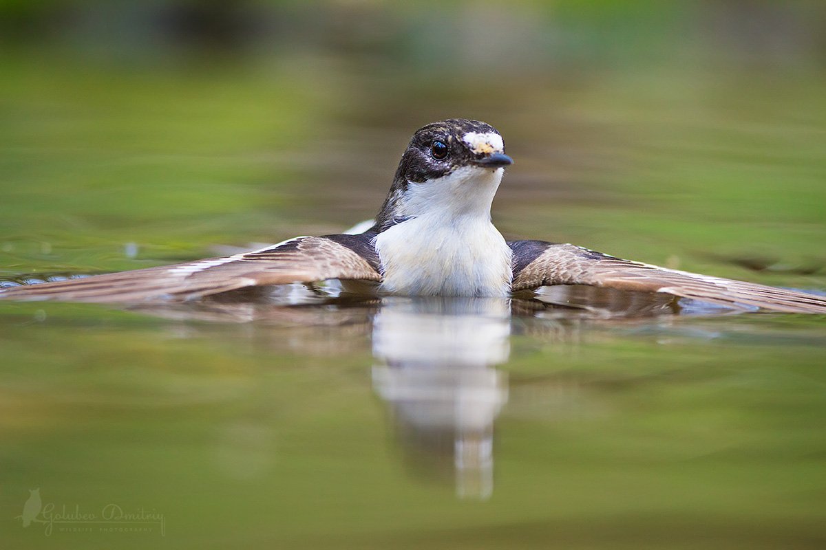 мухоловка, мухоловка-пеструшка, птицы, дикая природа, водопой, купание, pied flycatcher, flycatcher, bird, wildlifw., water, bathing, Голубев Дмитрий