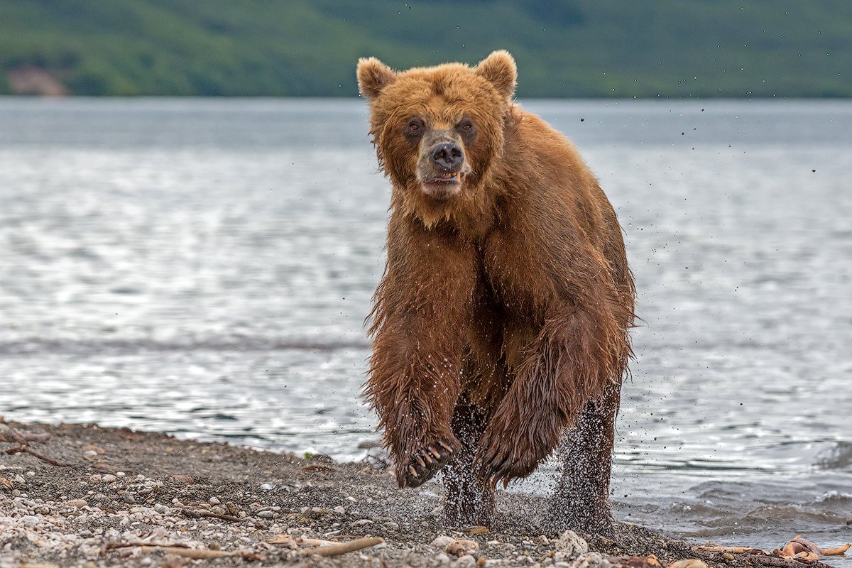 камчатка, медведь, опасность, Денис Будьков
