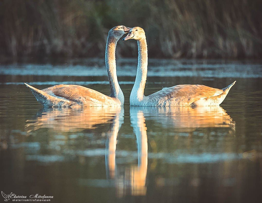 лебеди,осень,птицы.вода.река,природа,фотограф дикой природы, Екатерина Митрофанова