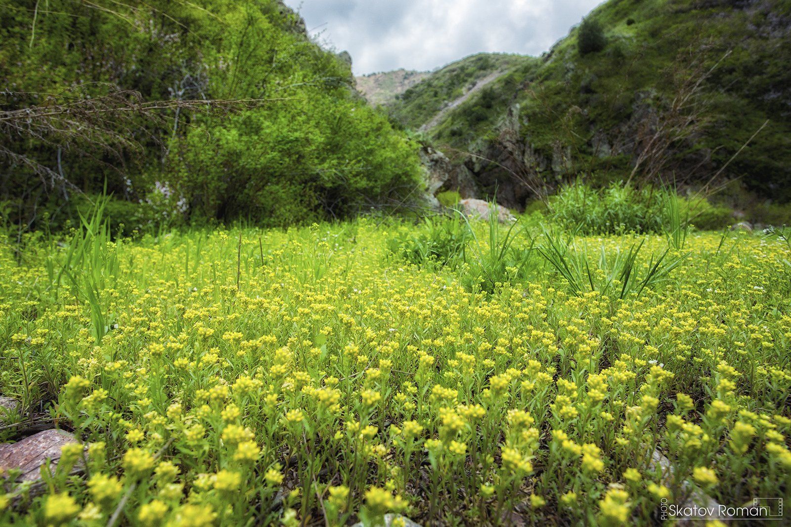 горы весна зелень цветы Кыргызстан тяньшань mountains spring green flowers Kyrgyzstan Tianshan, Скатов Роман