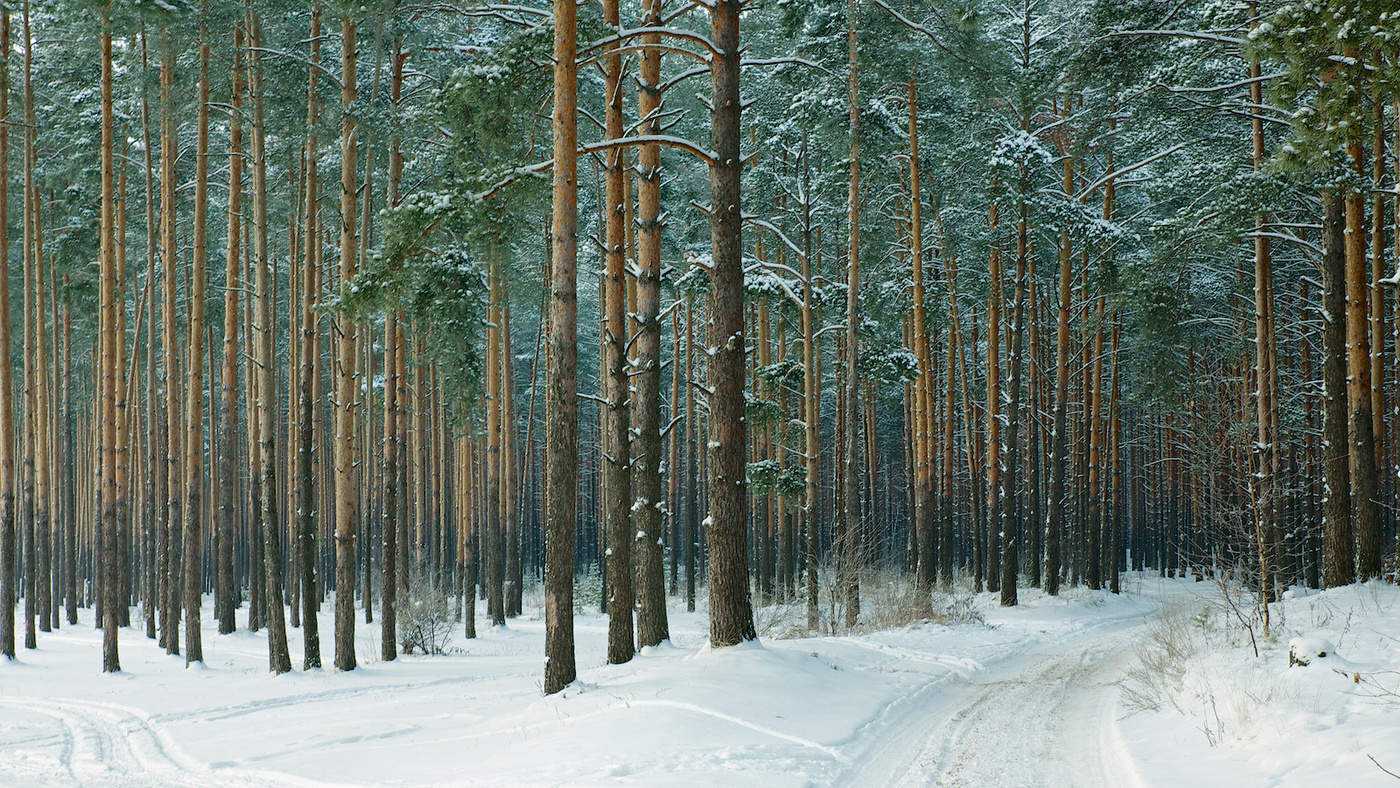 дорога, лес зима, снег сосны, СПИРИДОНОВ НИКОЛАЙ