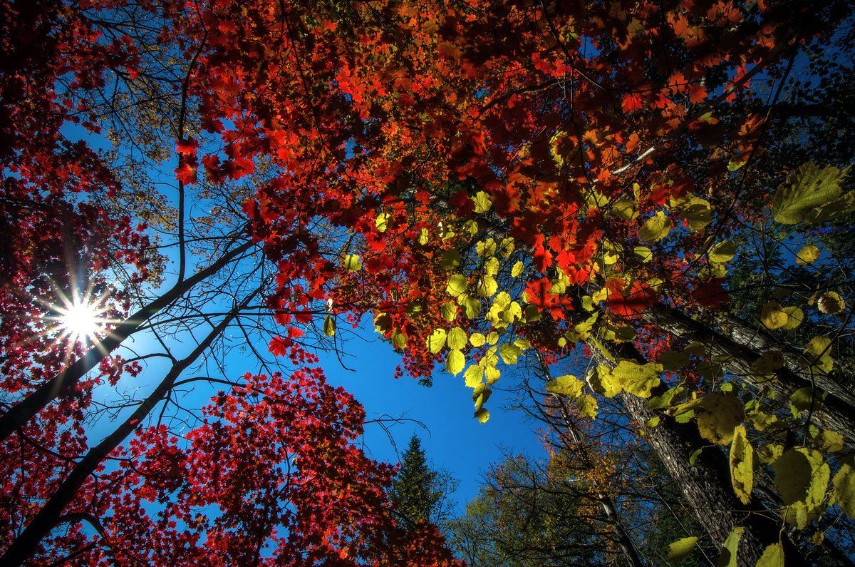 Осень, клён, листья, деревья, Приморский край, Виталий Берков