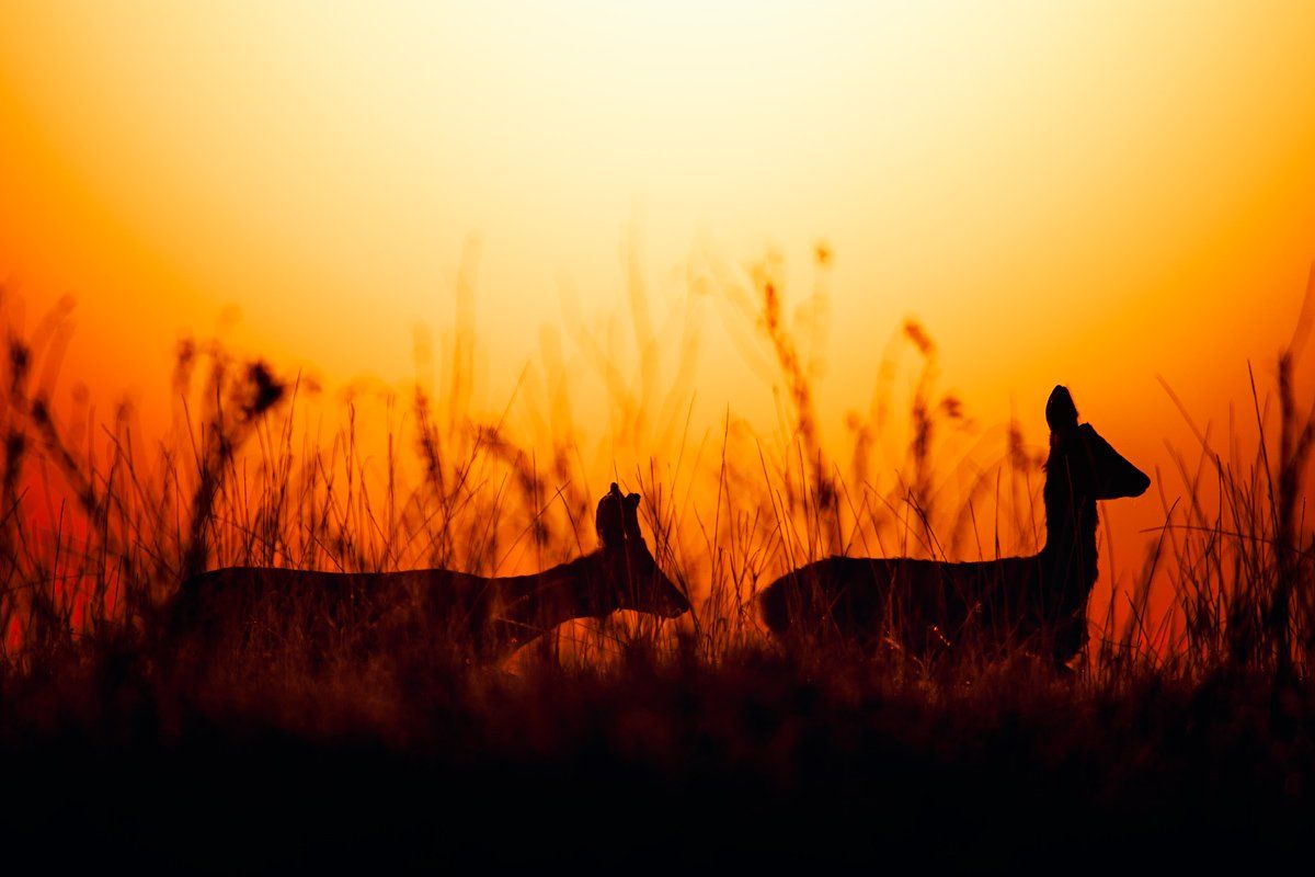 roe-deers, wildlife, sunrise, Wojciech Grzanka