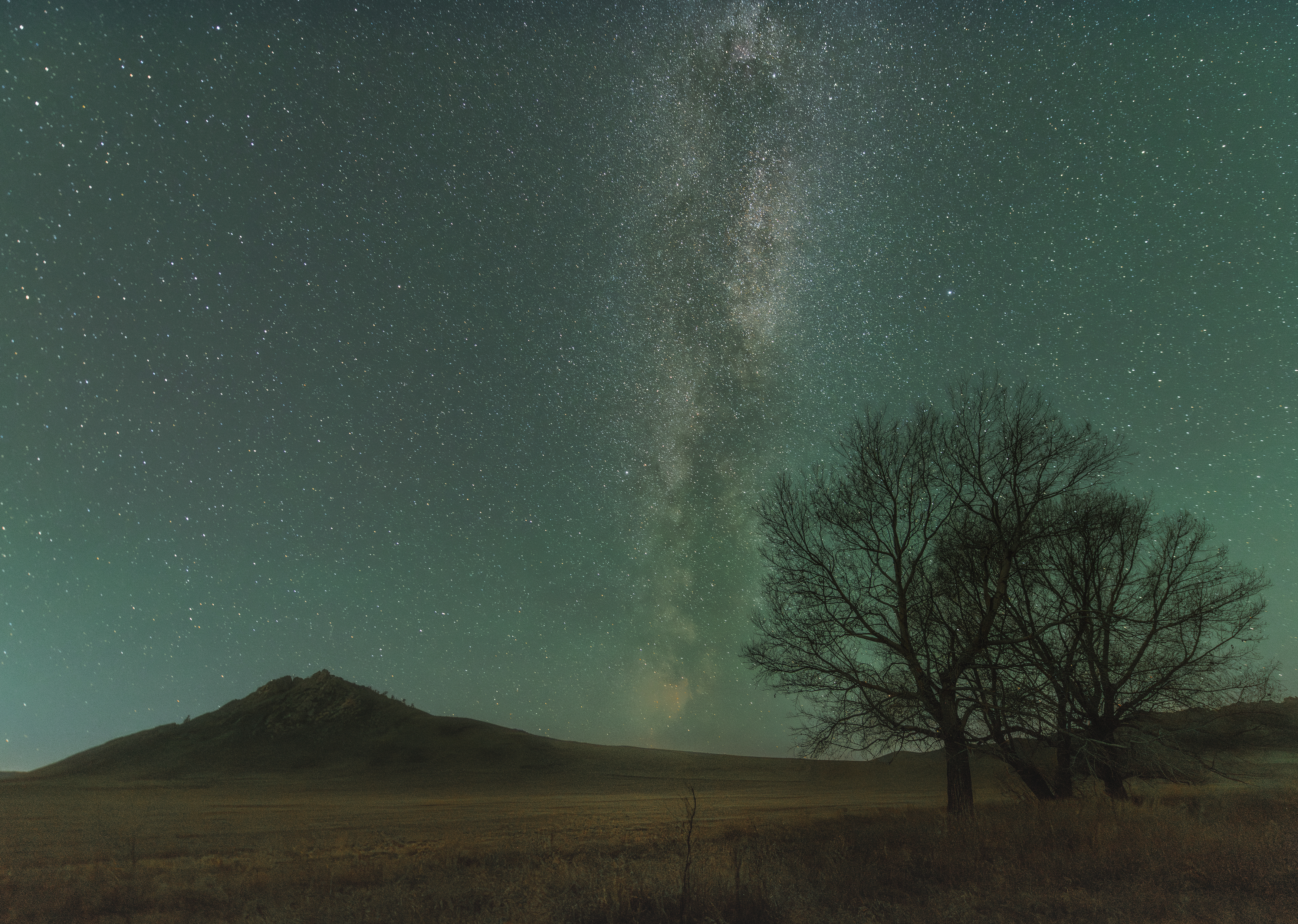 ночь, звезды, горы, деревья, млечный путь, алтай, Denis Koshkin