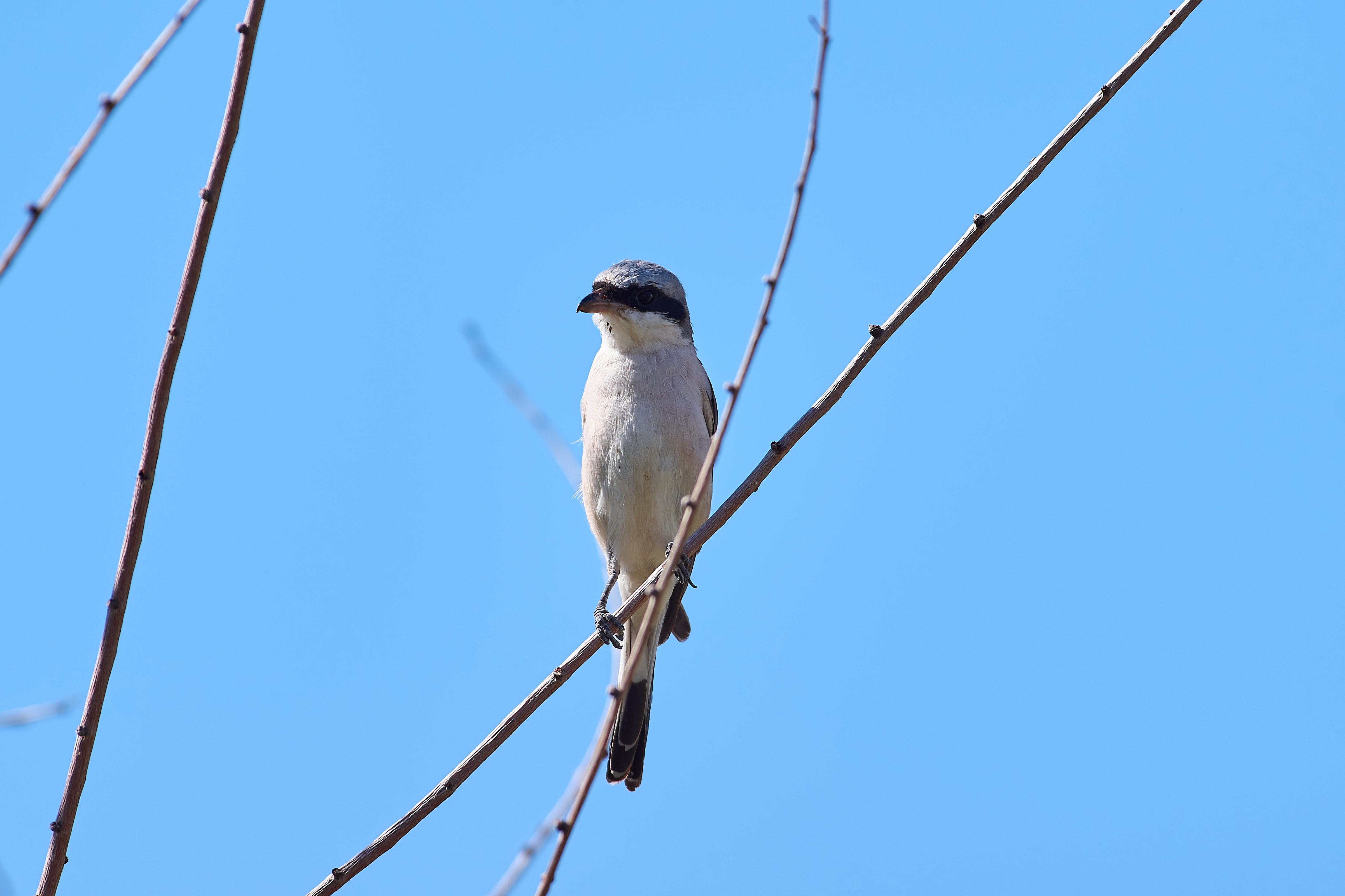 жулан, Обыкновенный жулан, bird, birds, birdswatching, volgograd, russia, , Павел Сторчилов