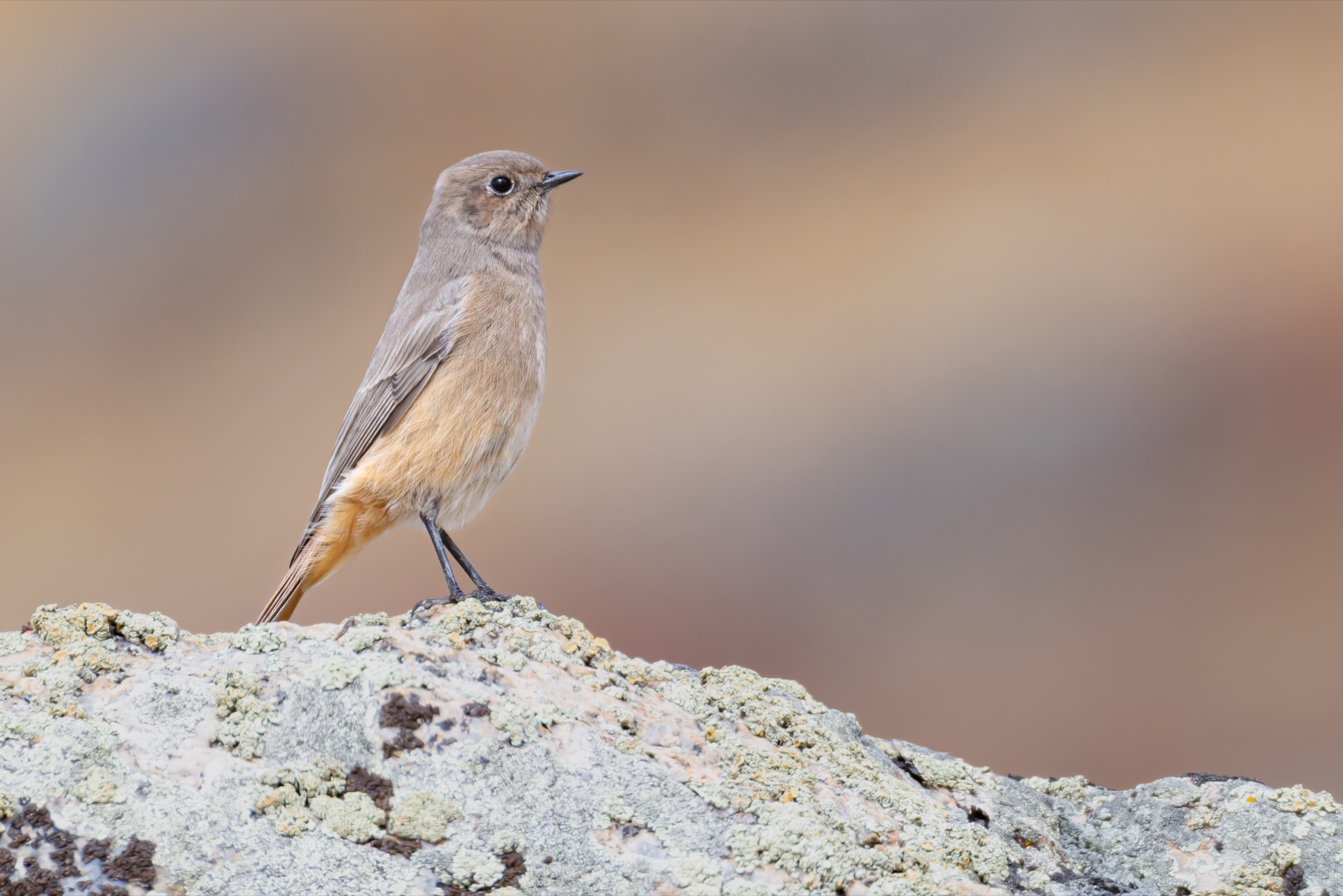 краснобрюхая горихвостка, птицы, горихвостка, алтай, Ruslan Pl
