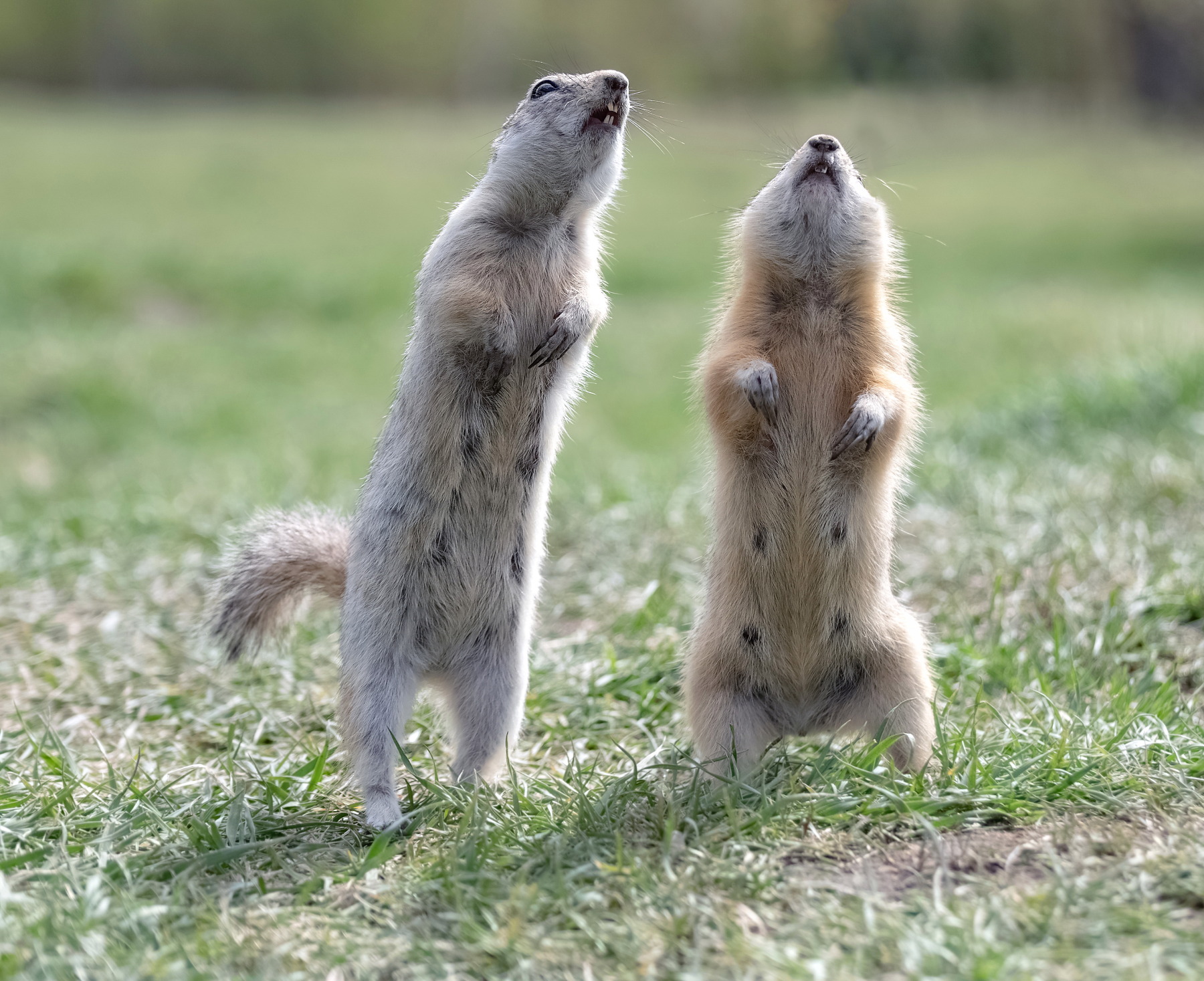 животные, суслики, лето, пара, Марина Фомина