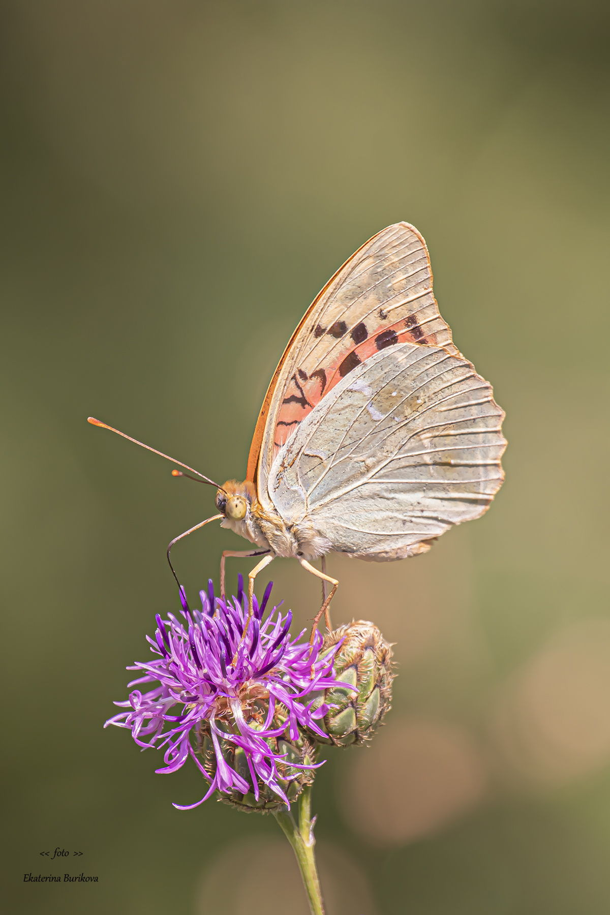 фото бабочек , бабочки , фото насекомых , насекомые., Бурикова Екатерина