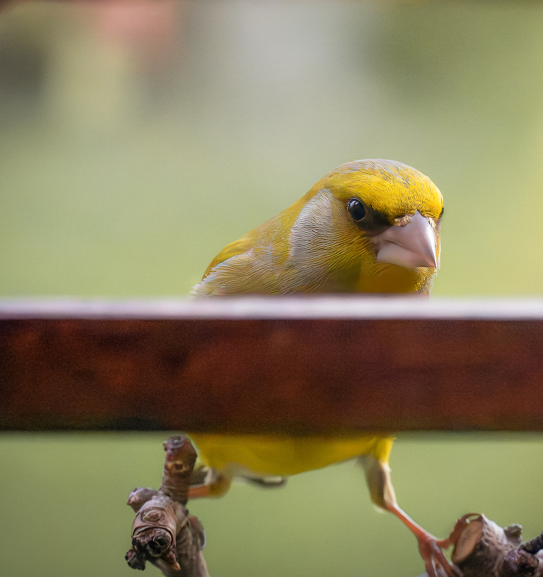 Зеленушка весна птицы , Ворожцова Марина