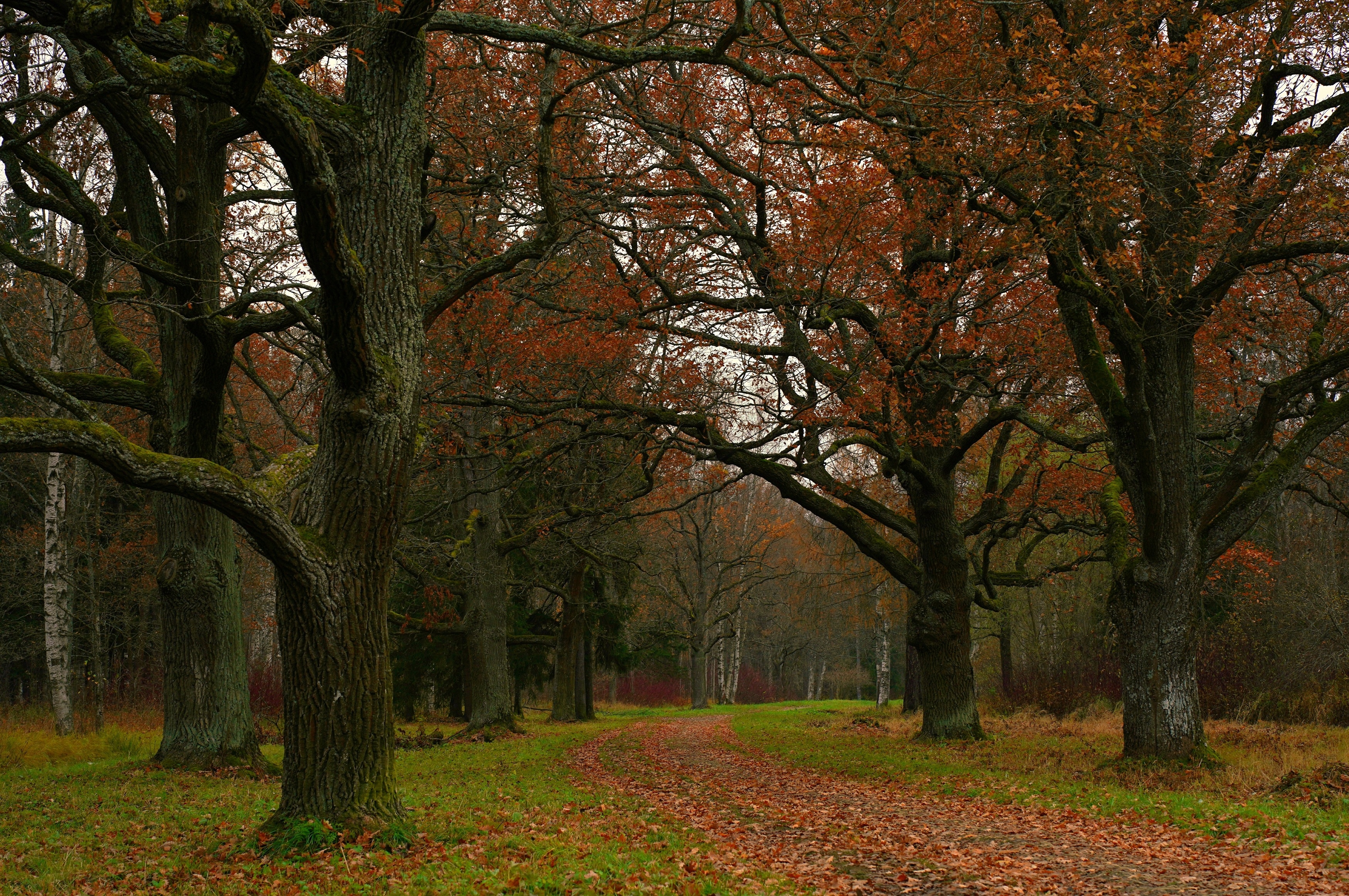 ,  Сергей Андреевич