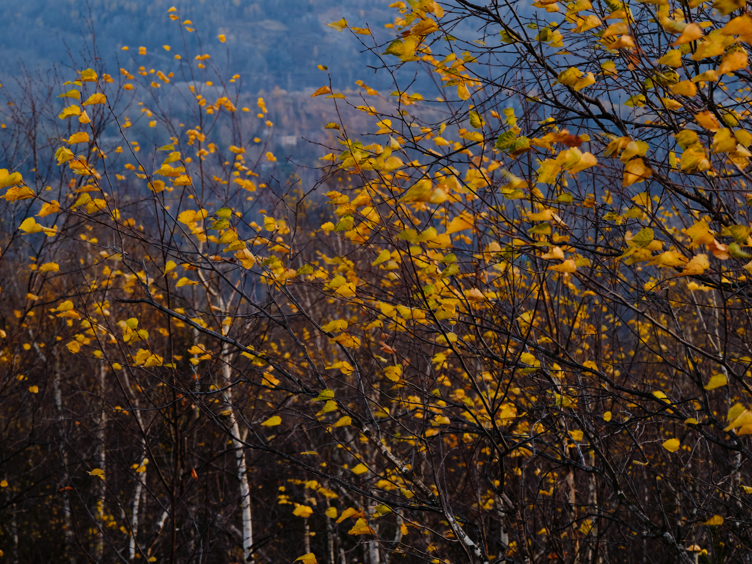 , Савицкий Ян