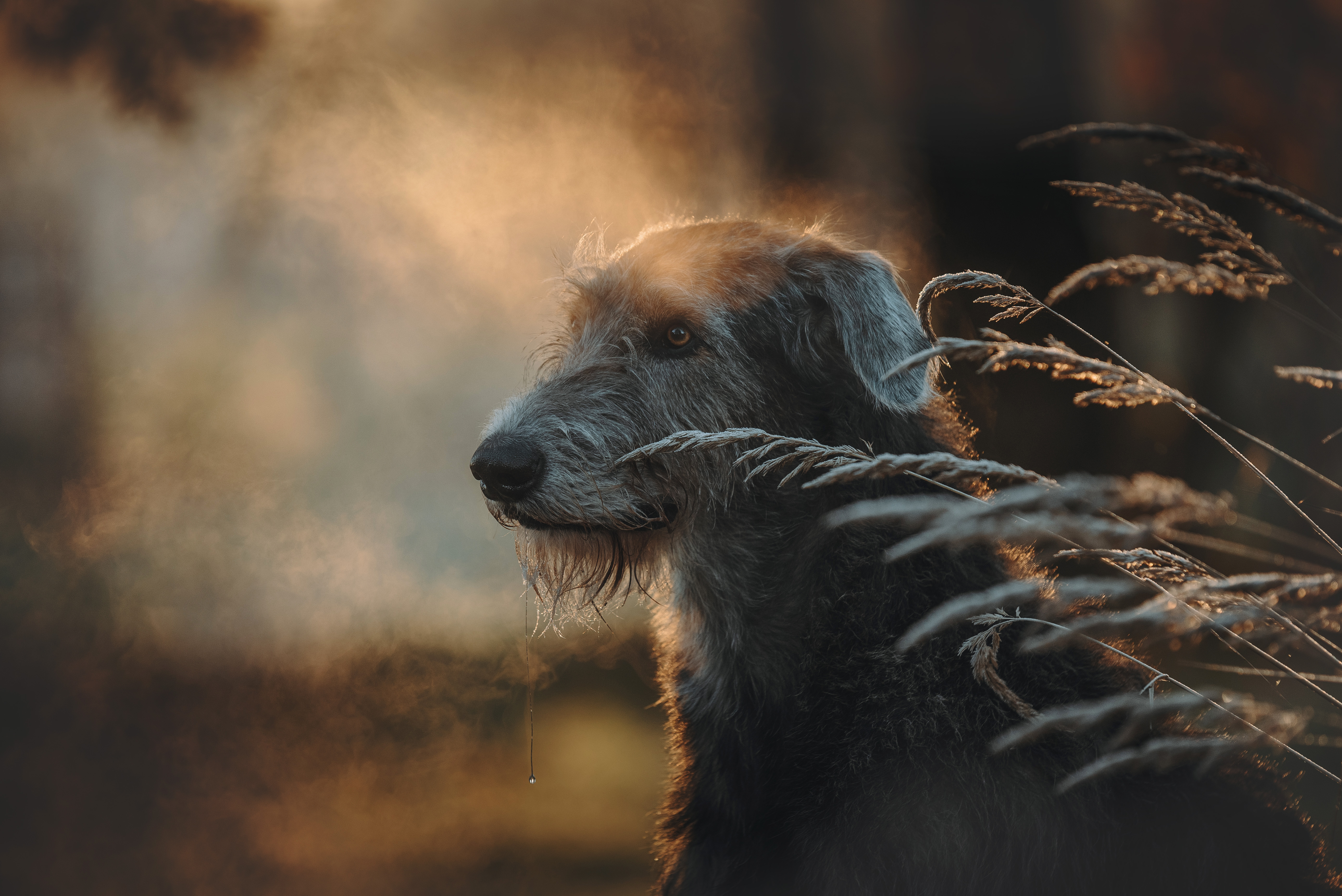 , Мороз Ирина