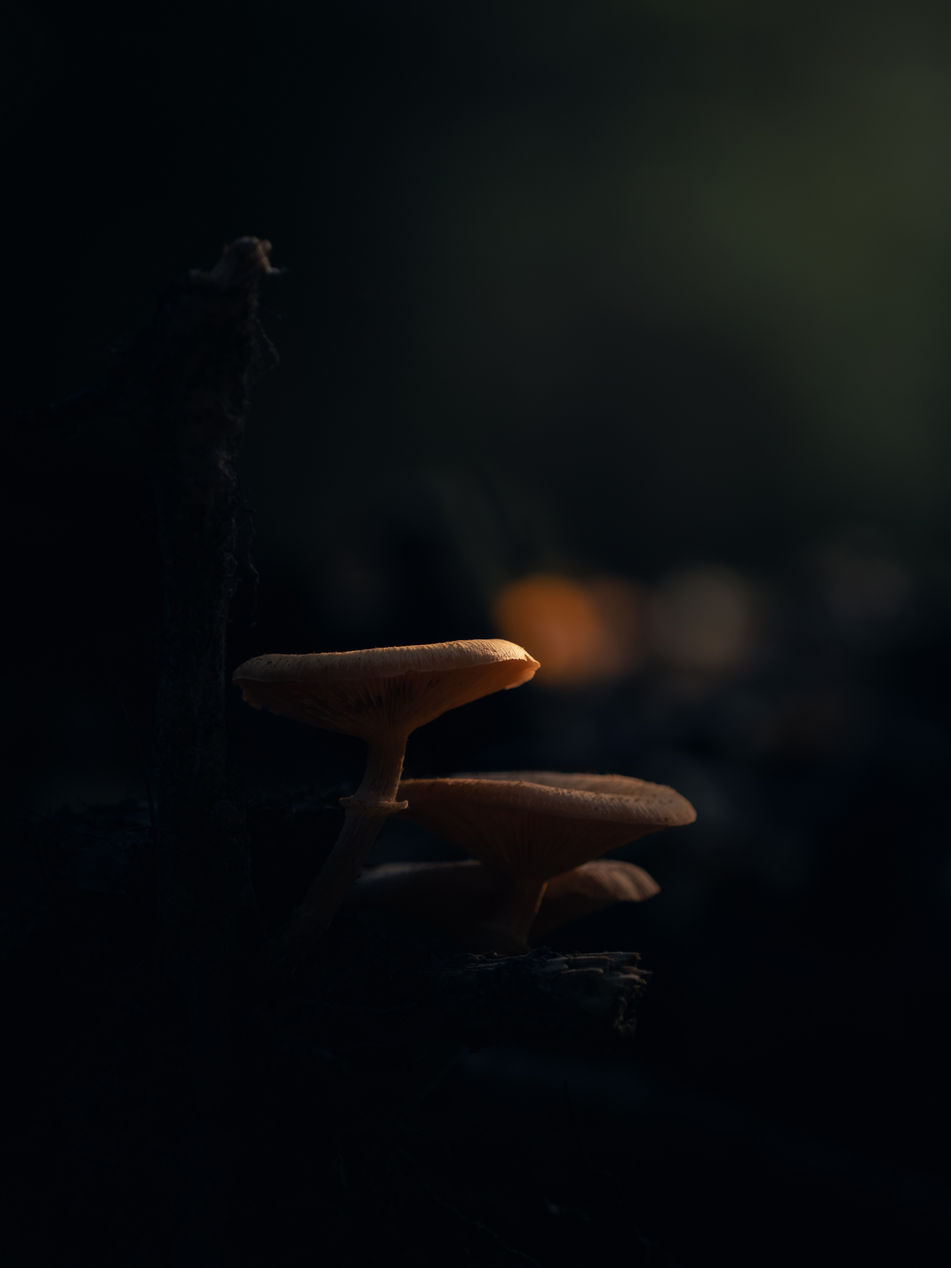 , Мозжухин Максим