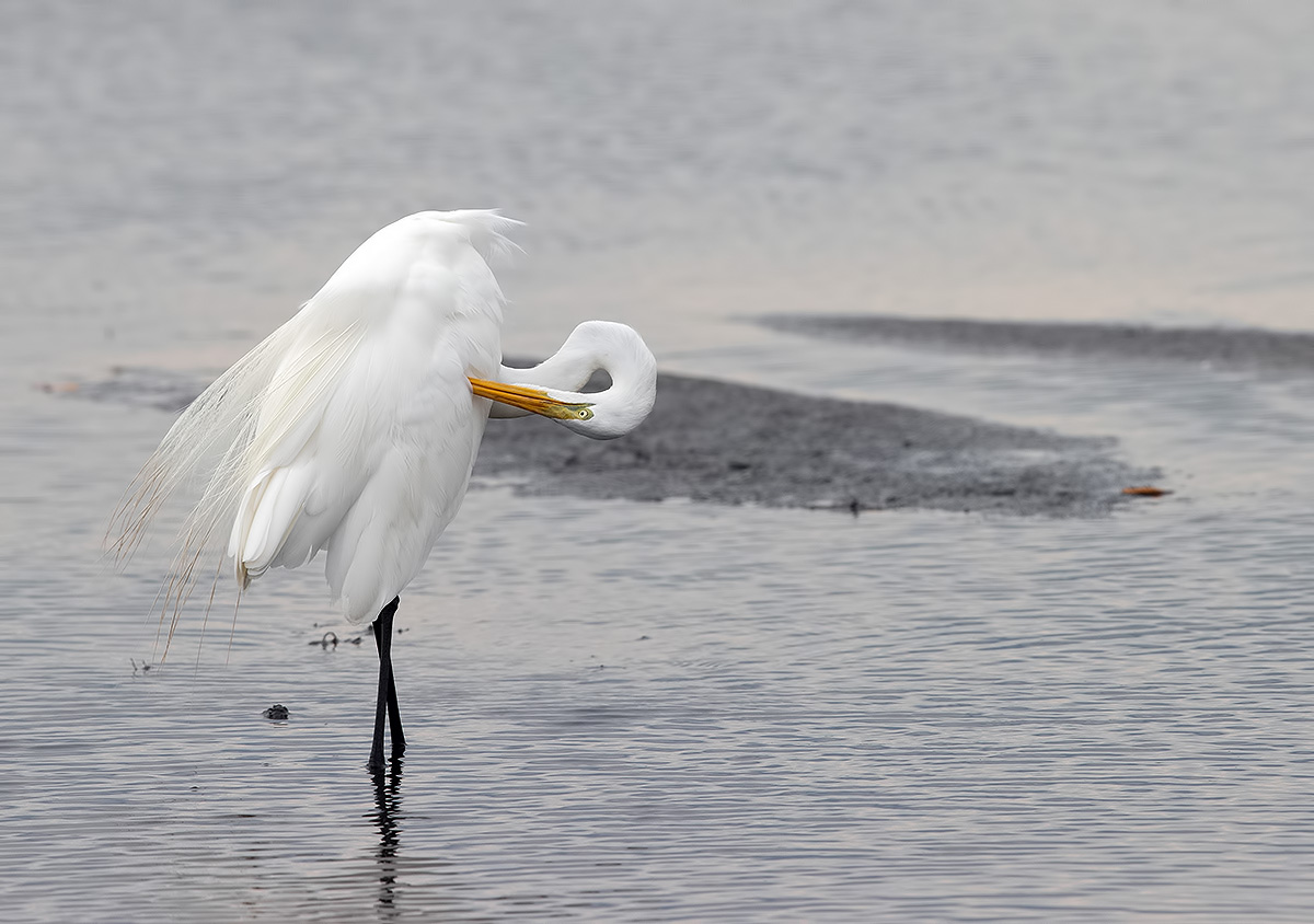 great egret, флорида, большая белая цапля, heron,egret,цапля, florida, Etkind Elizabeth