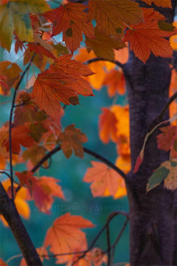 , Чудинин Дмитрий