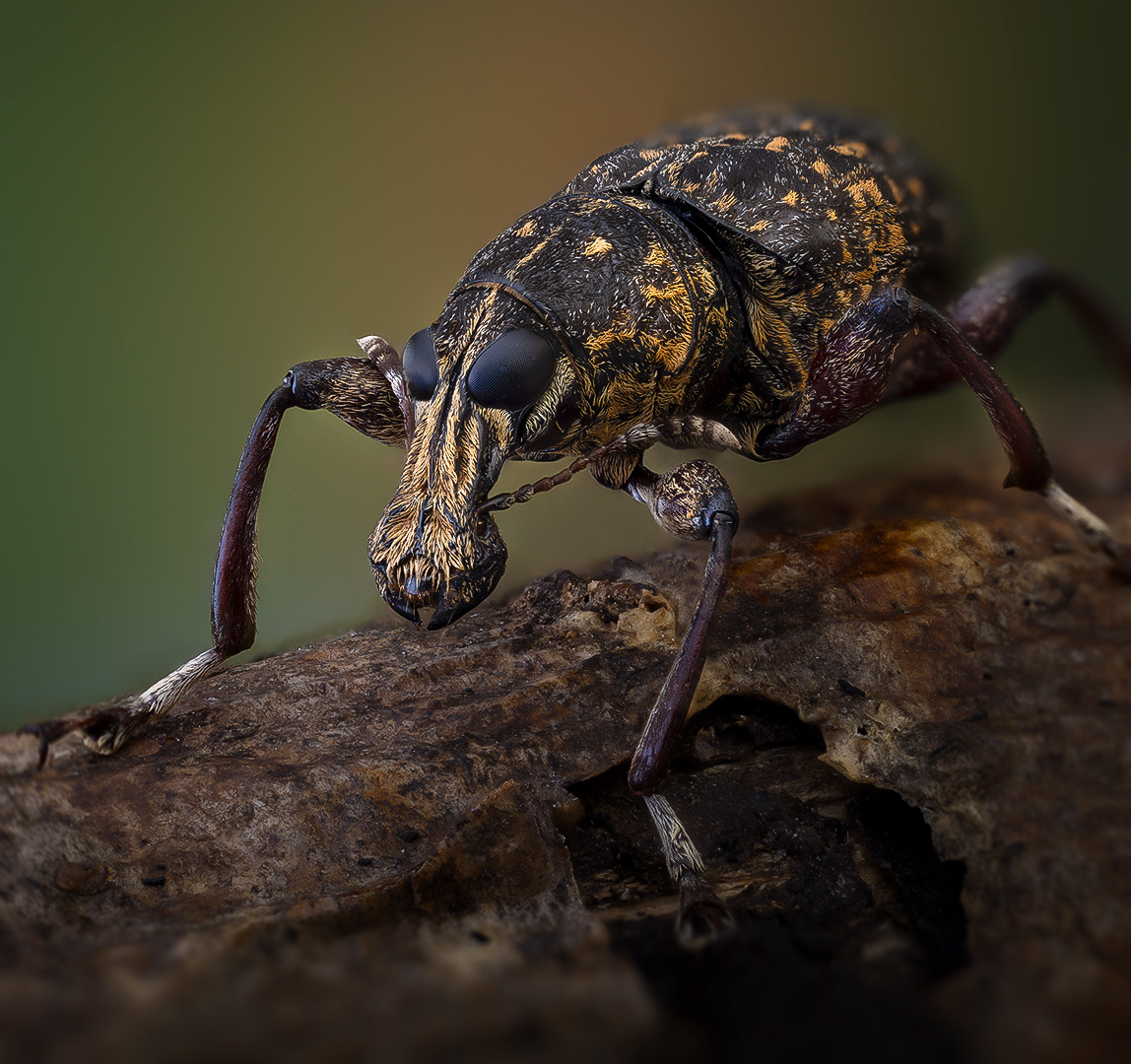 coleoptera, anthribidae, Kavaliauskas Eugenijus