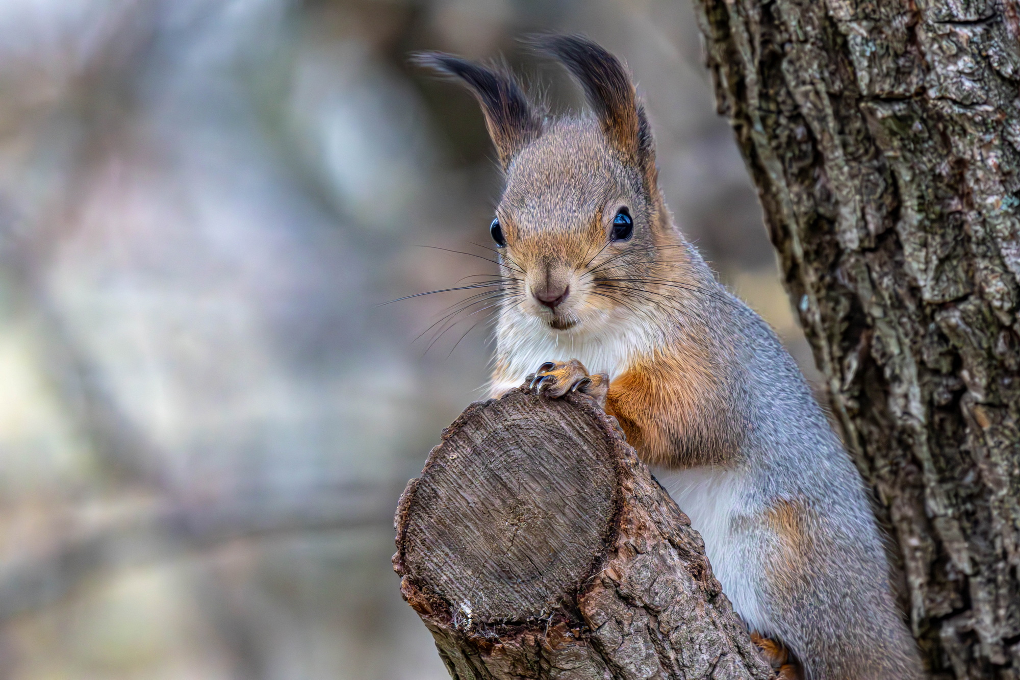 , Волынский Виктор