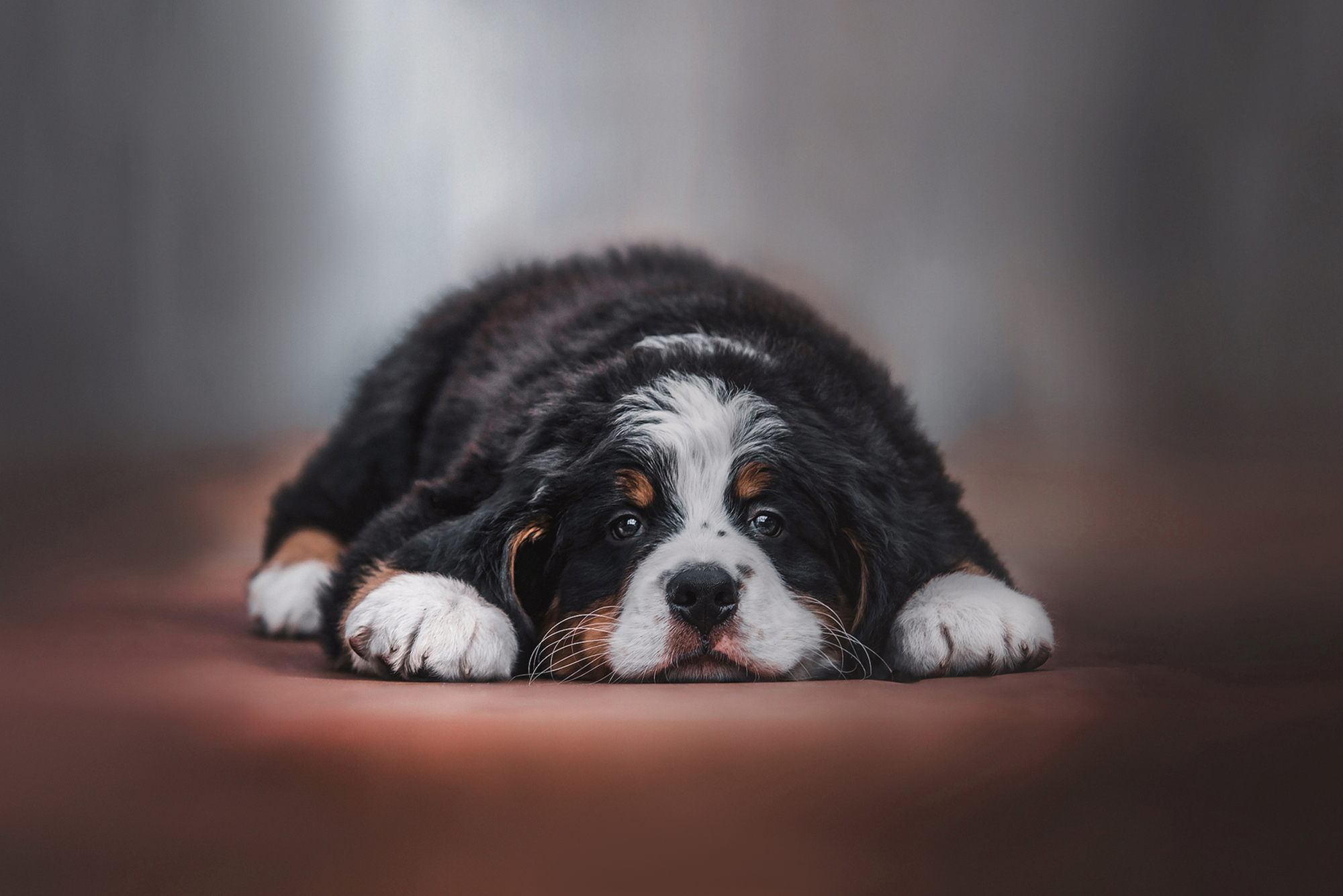 щенки, фотографии собак,, Юлия Гончар