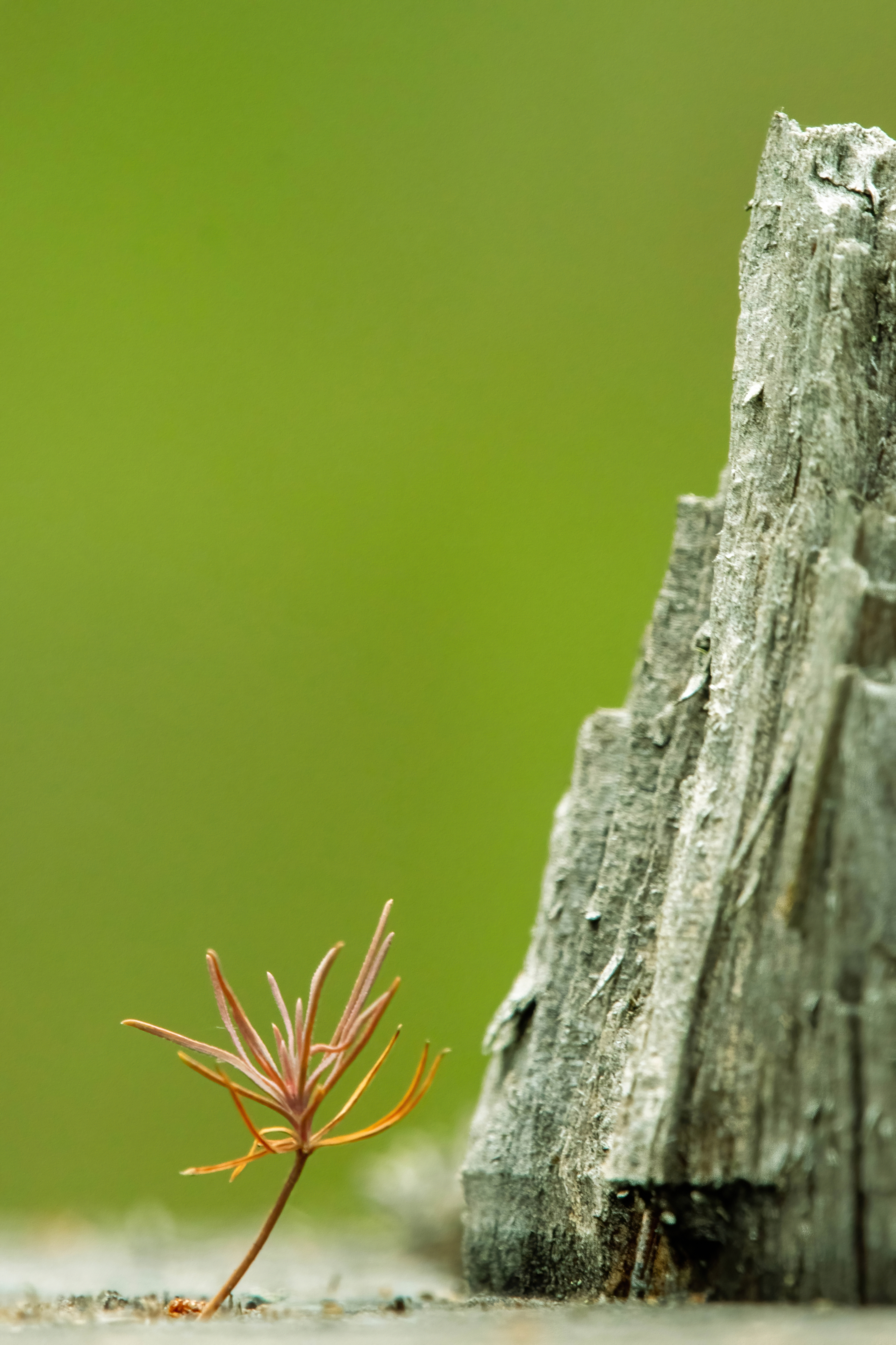 , Калиногорский Юрий